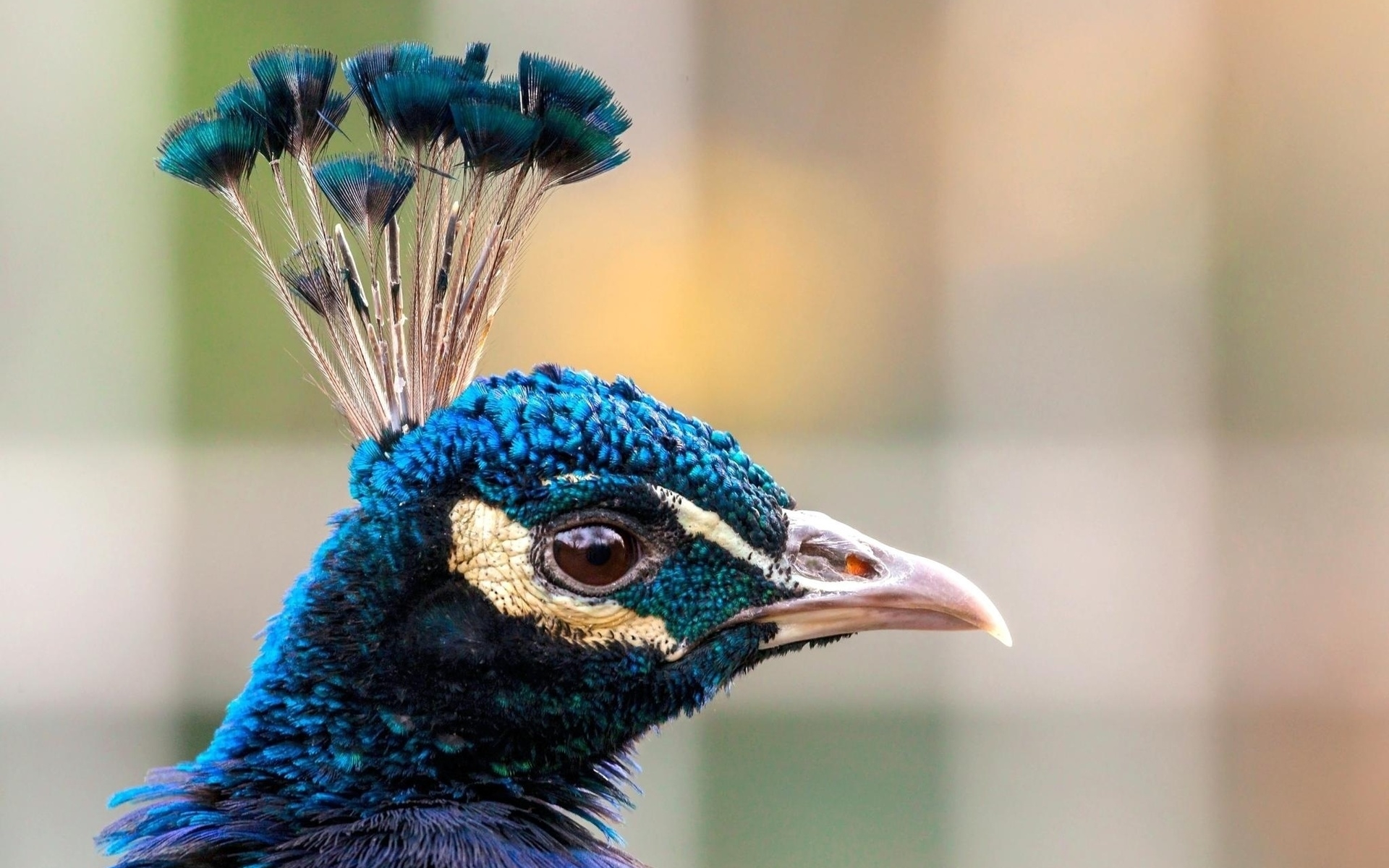 Baixar papel de parede para celular de Pavão, Aves, Animais gratuito.