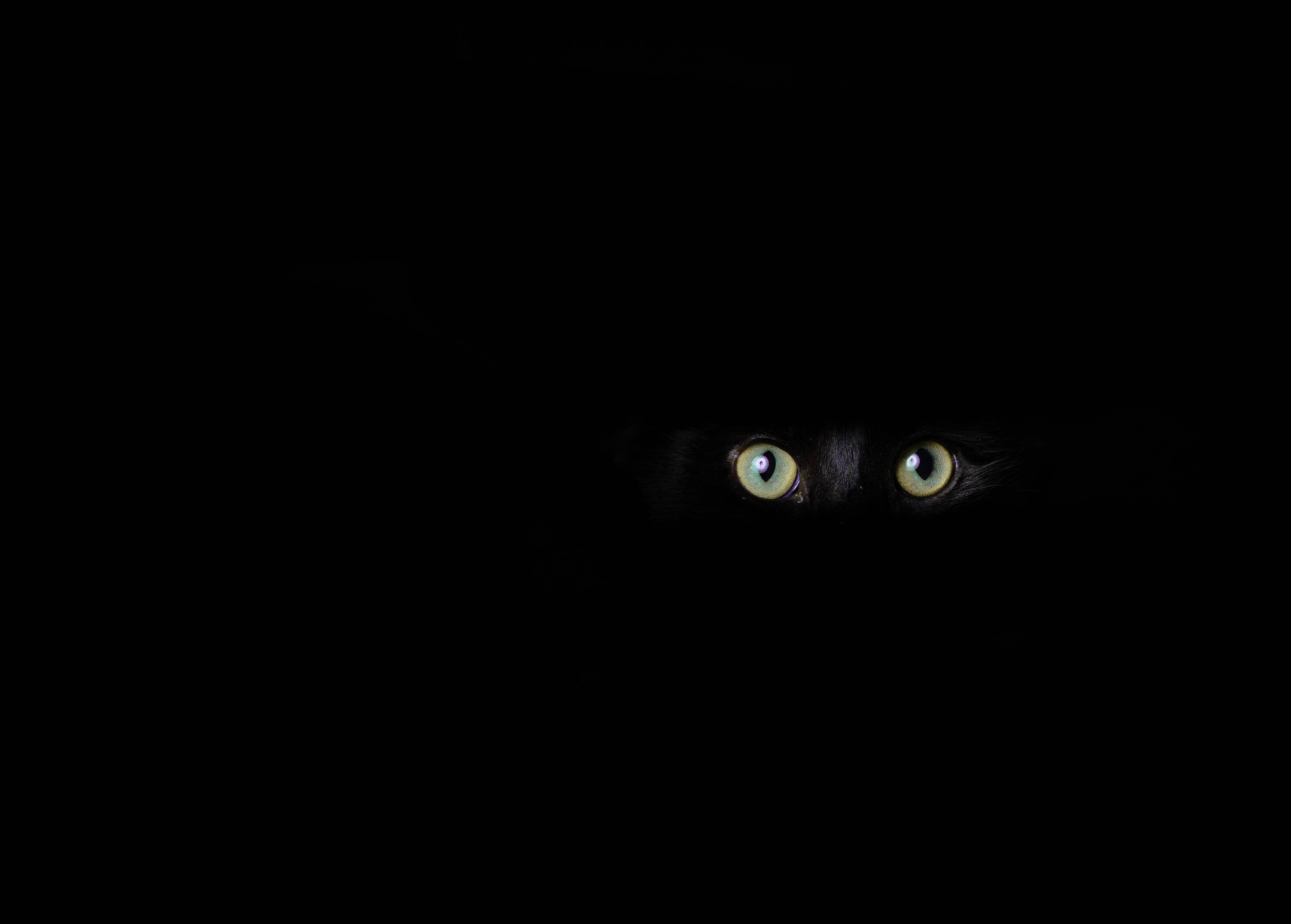 Descarga gratuita de fondo de pantalla para móvil de Gato, Oscuridad, Opinión, Visión, Ojos, El Negro.