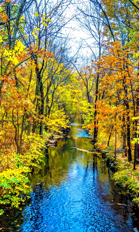 Скачать картинку Река, Осень, Лес, Дерево, Земля, Падать, Земля/природа в телефон бесплатно.