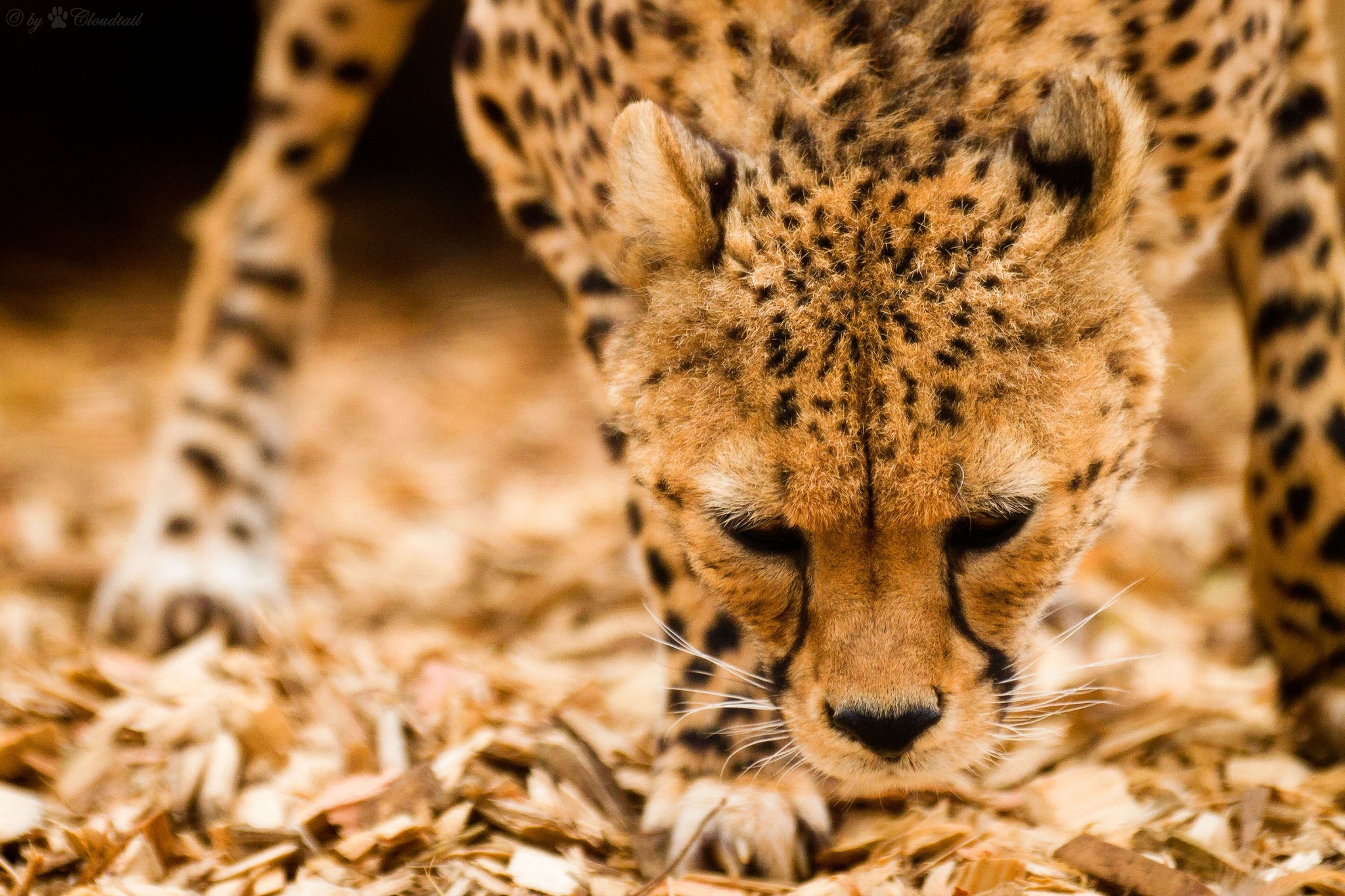 Download mobile wallpaper Cheetah, Cats, Animal for free.