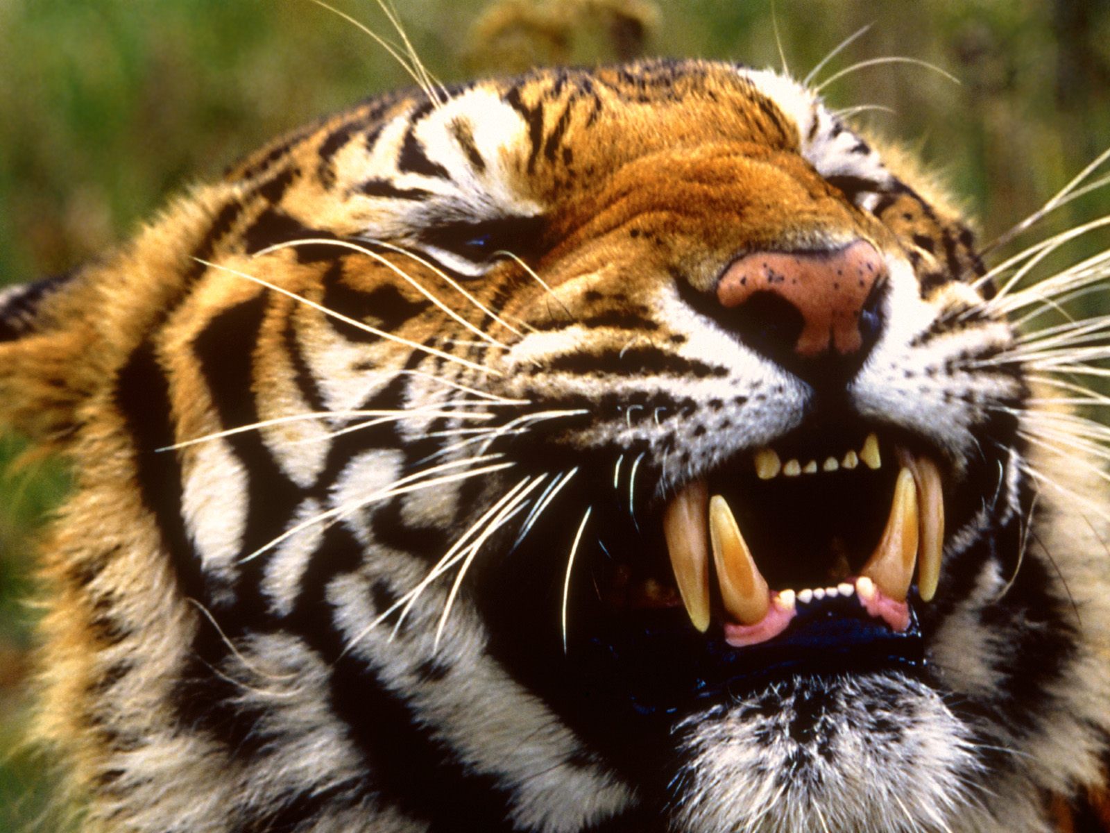 Free download wallpaper Cats, Tiger, Animal on your PC desktop