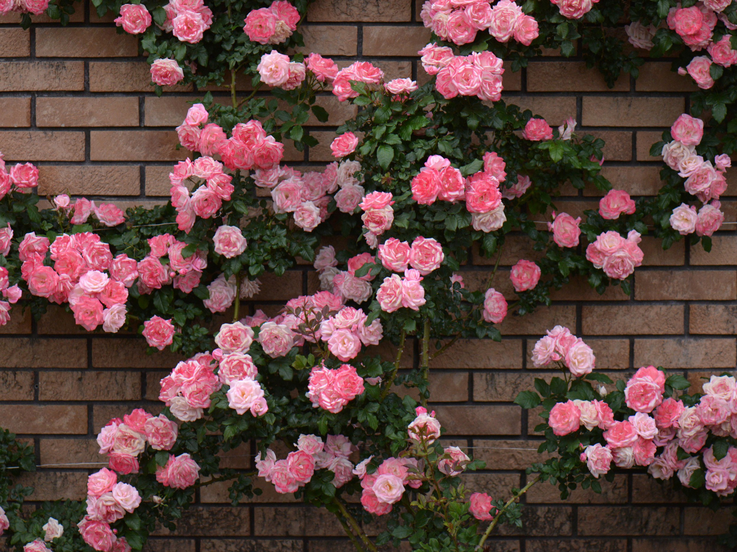Baixar papel de parede para celular de Flores, Rosa, Flor, Flor Rosa, Tijolo, Terra/natureza, Arbusto De Rosas gratuito.