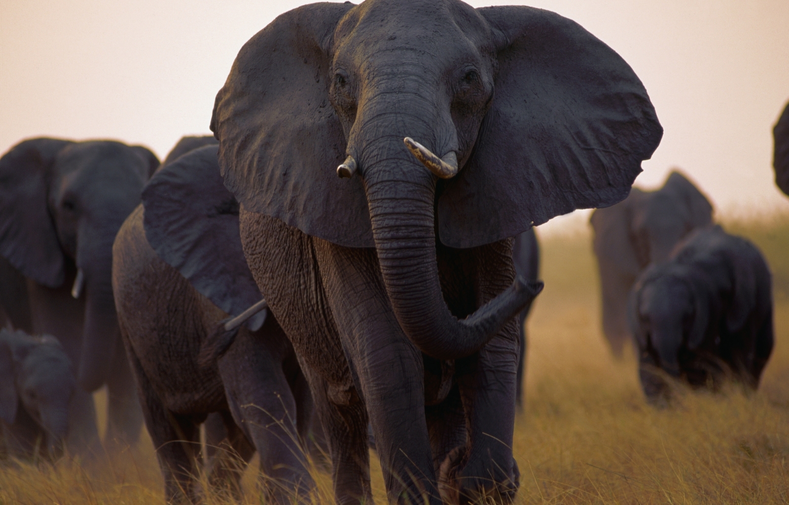 48745 descargar fondo de pantalla elefantes, animales: protectores de pantalla e imágenes gratis
