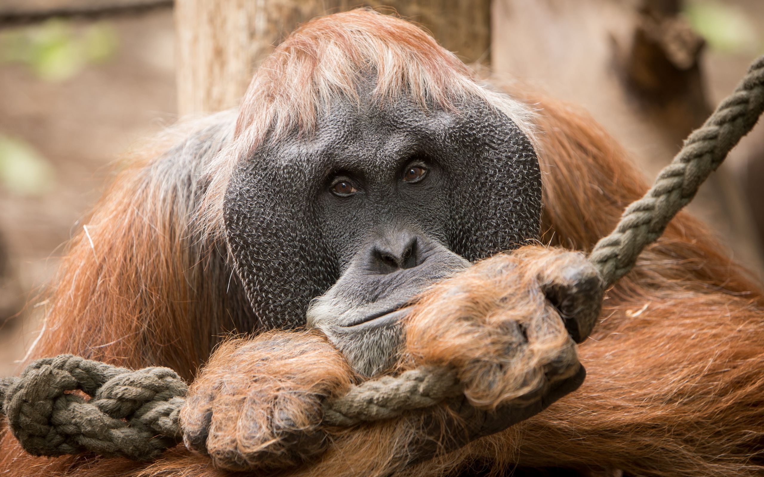 Download mobile wallpaper Orangutan, Monkeys, Animal for free.