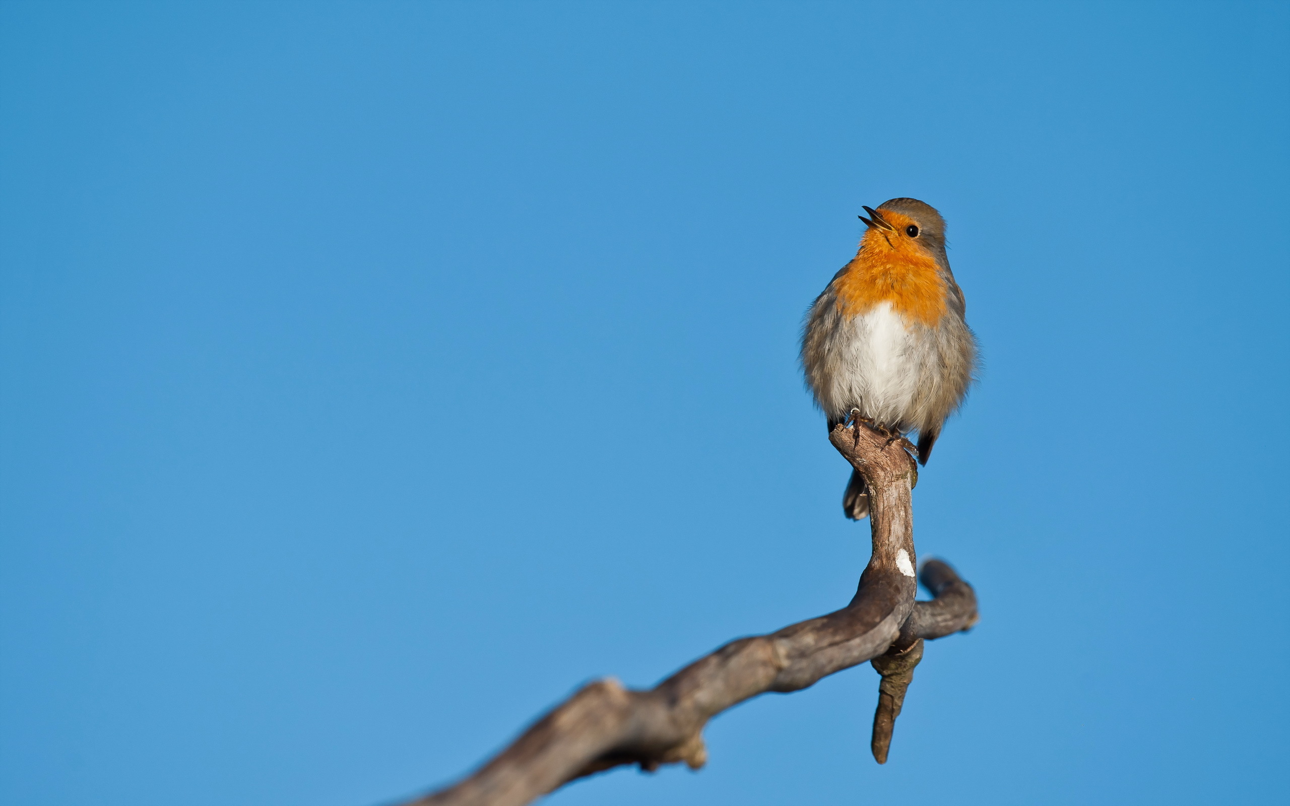 Téléchargez gratuitement l'image Oiseau, Des Oiseaux, Animaux sur le bureau de votre PC