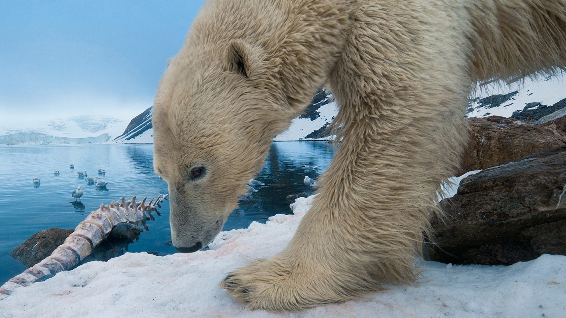 Baixar papel de parede para celular de Animais, Urso Polar gratuito.