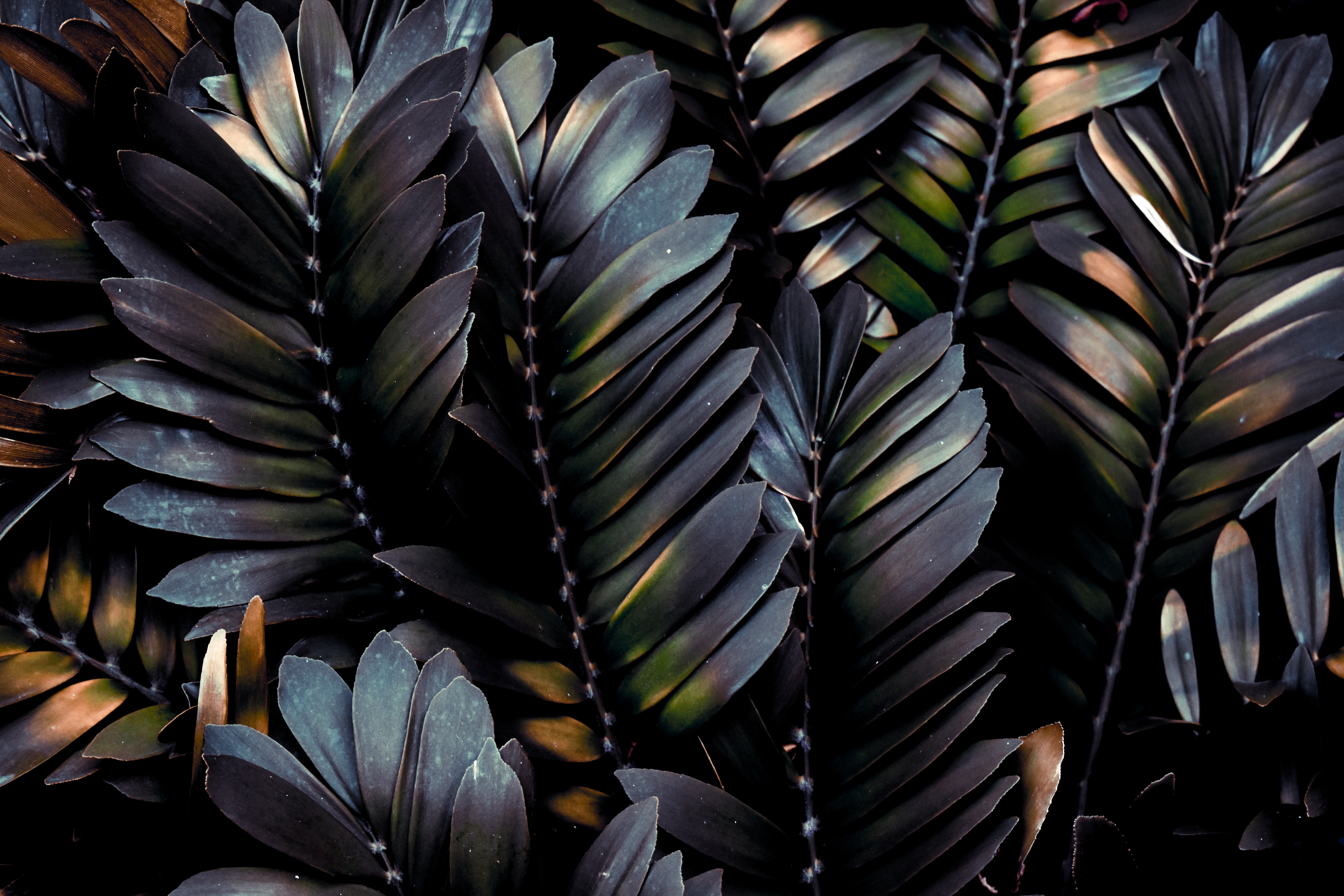 Free download wallpaper Macro, Palm, Branches, Plant, Leaves, Dark on your PC desktop