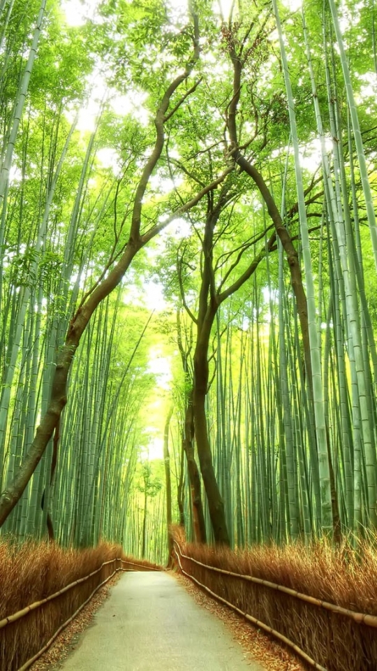 Download mobile wallpaper Forest, Path, Bamboo, Man Made for free.