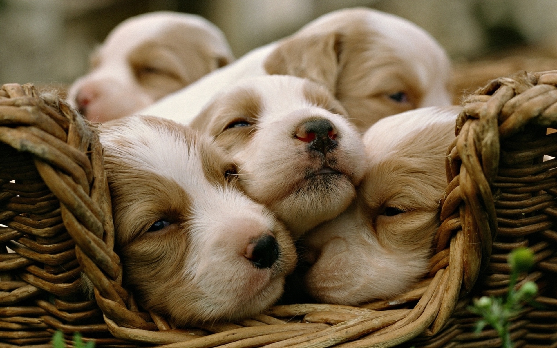 Laden Sie das Welpen, Hunde, Hund, Tiere, Süß-Bild kostenlos auf Ihren PC-Desktop herunter