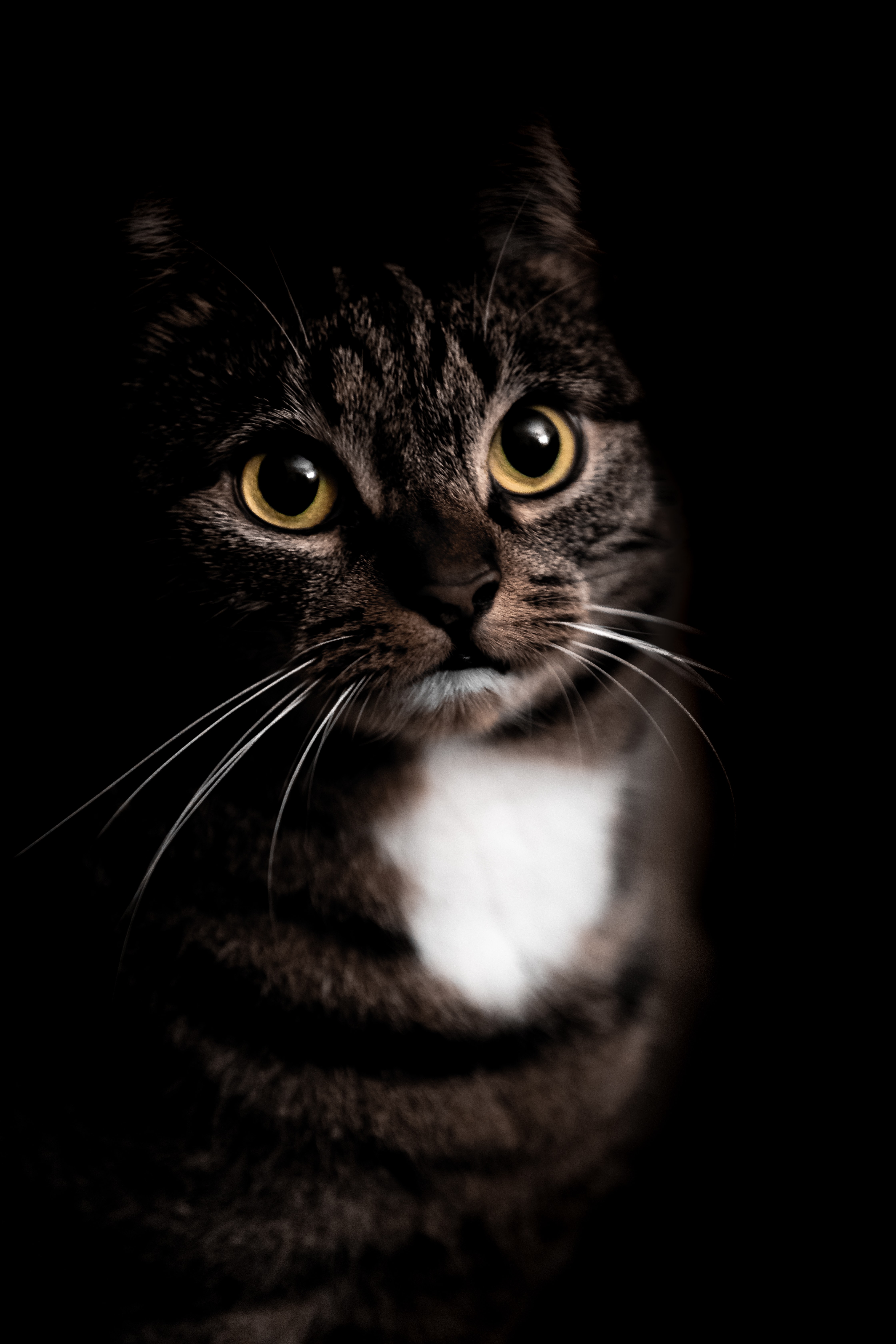 cat, animals, pet, sight, opinion, animal wallpapers for tablet