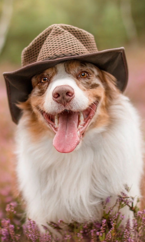 Download mobile wallpaper Dogs, Dog, Animal, Australian Shepherd, Hat for free.