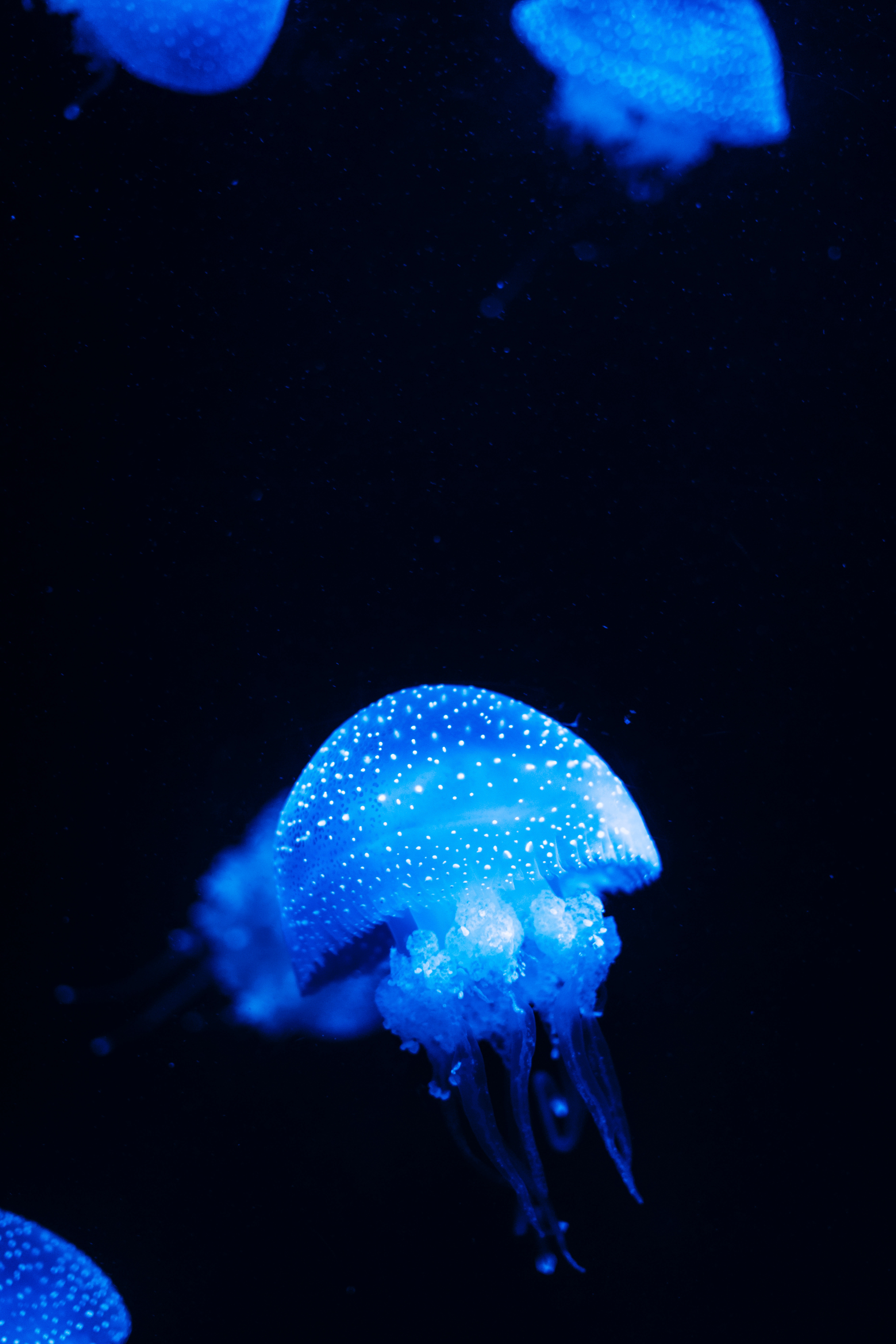 jellyfish, animals, sea, blue, glow, underwater world phone wallpaper