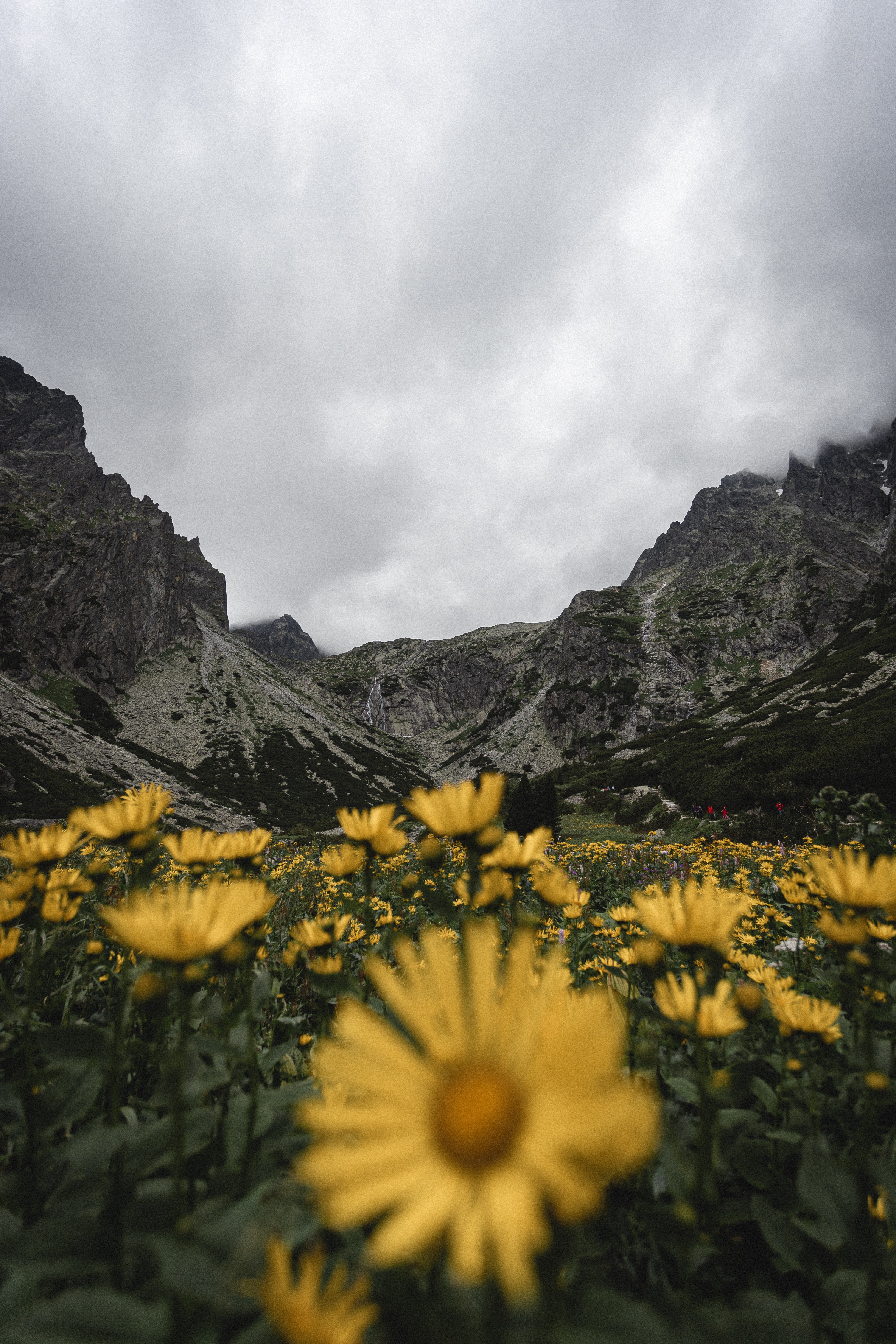 86815 descargar imagen montañas, naturaleza, flores, amarillo, las rocas, rocas, flores silvestres: fondos de pantalla y protectores de pantalla gratis