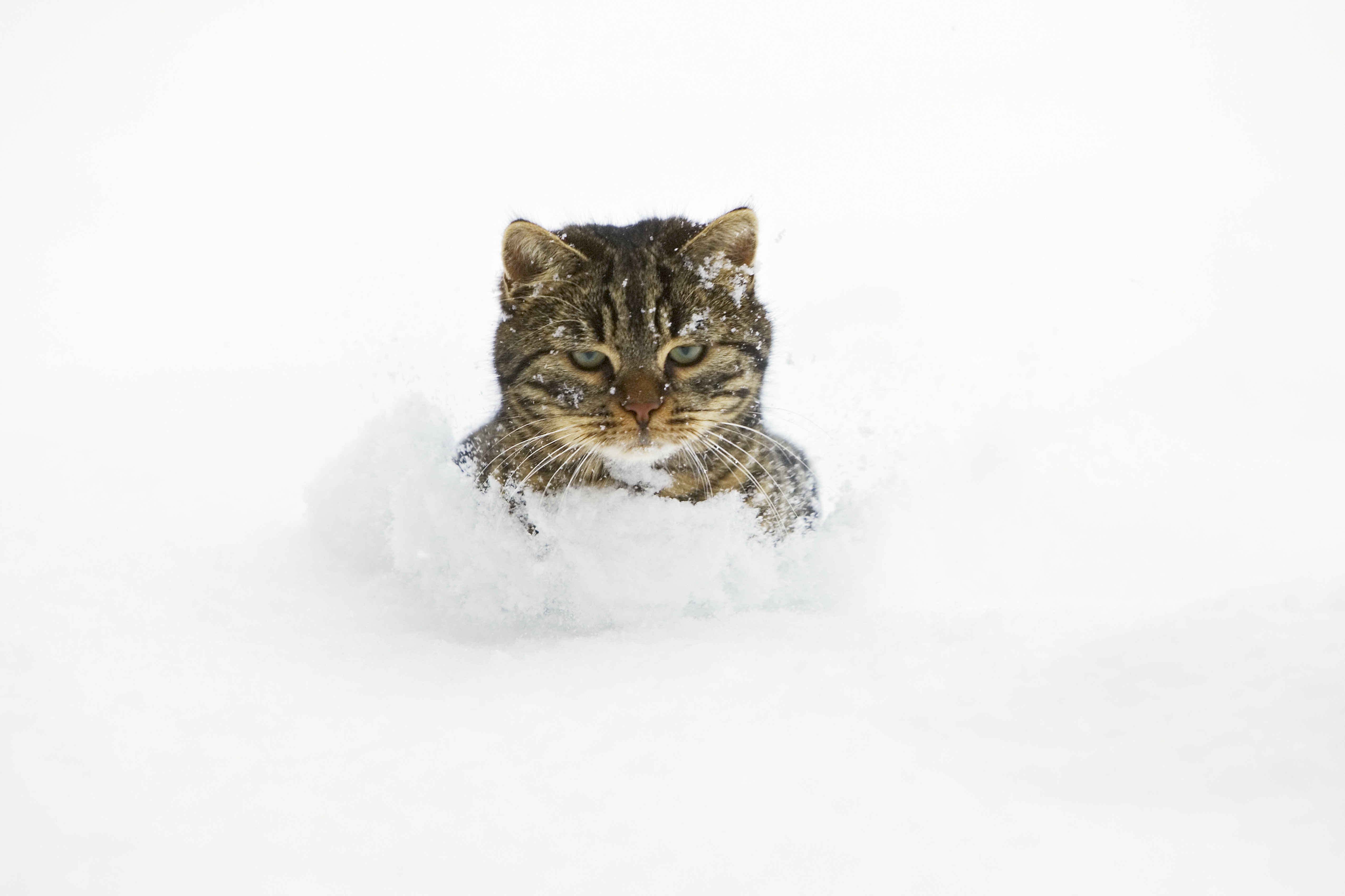 Free download wallpaper Snow, Muzzle, Animals, Playful, Cat on your PC desktop