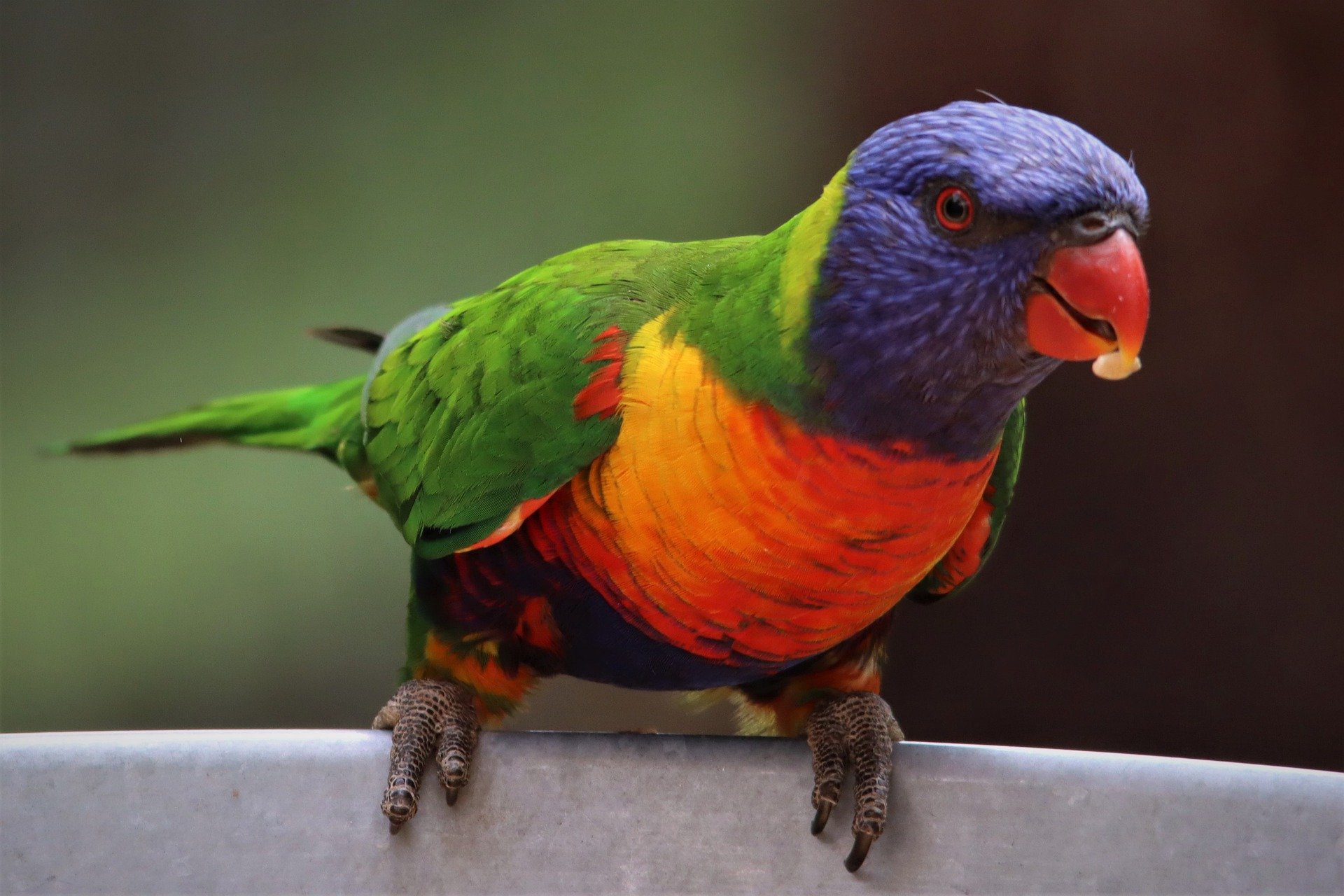 Descarga gratis la imagen Animales, Aves, Loro, Loro Arcoiris en el escritorio de tu PC