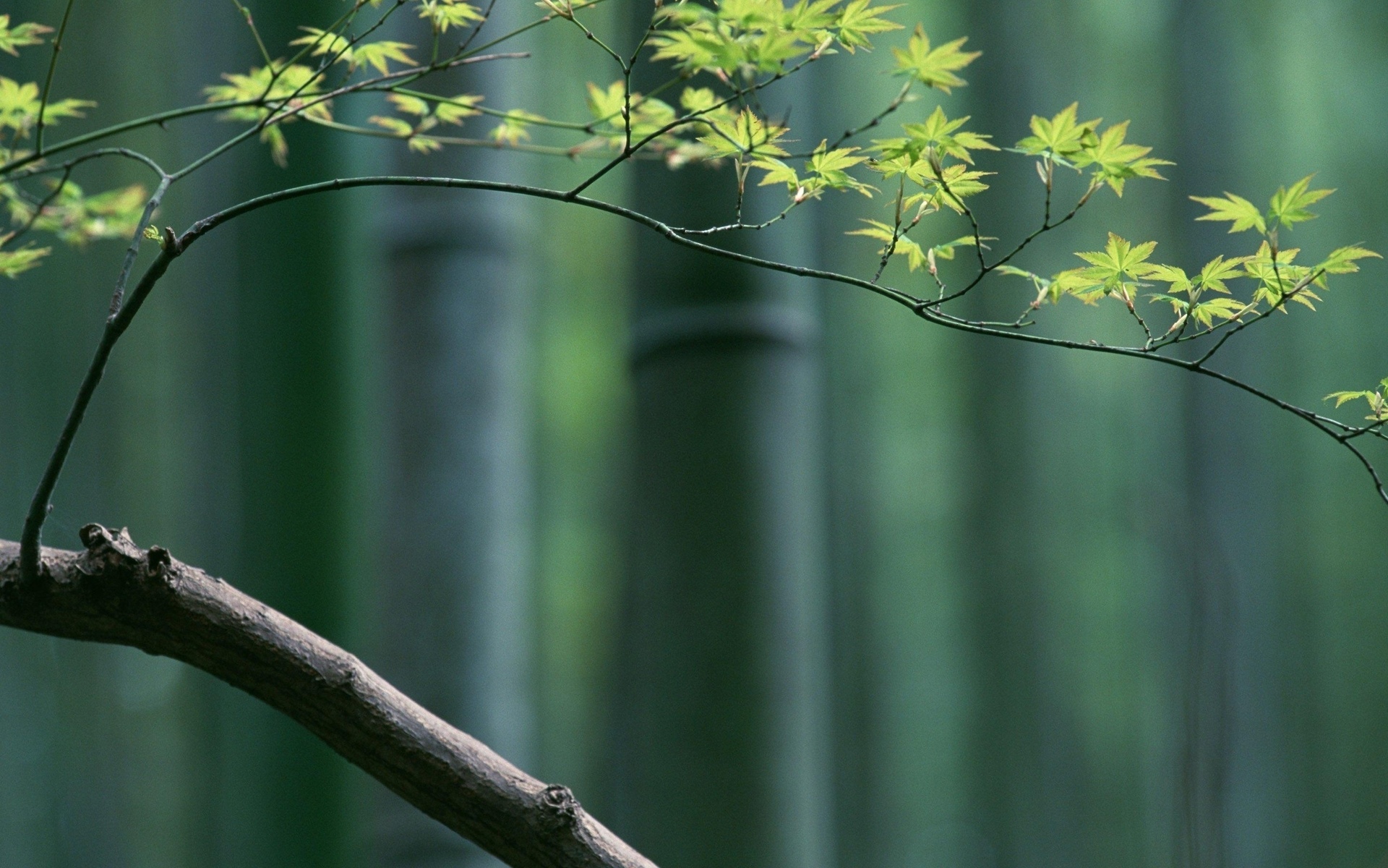 Скачать картинку Бамбук, Земля/природа в телефон бесплатно.
