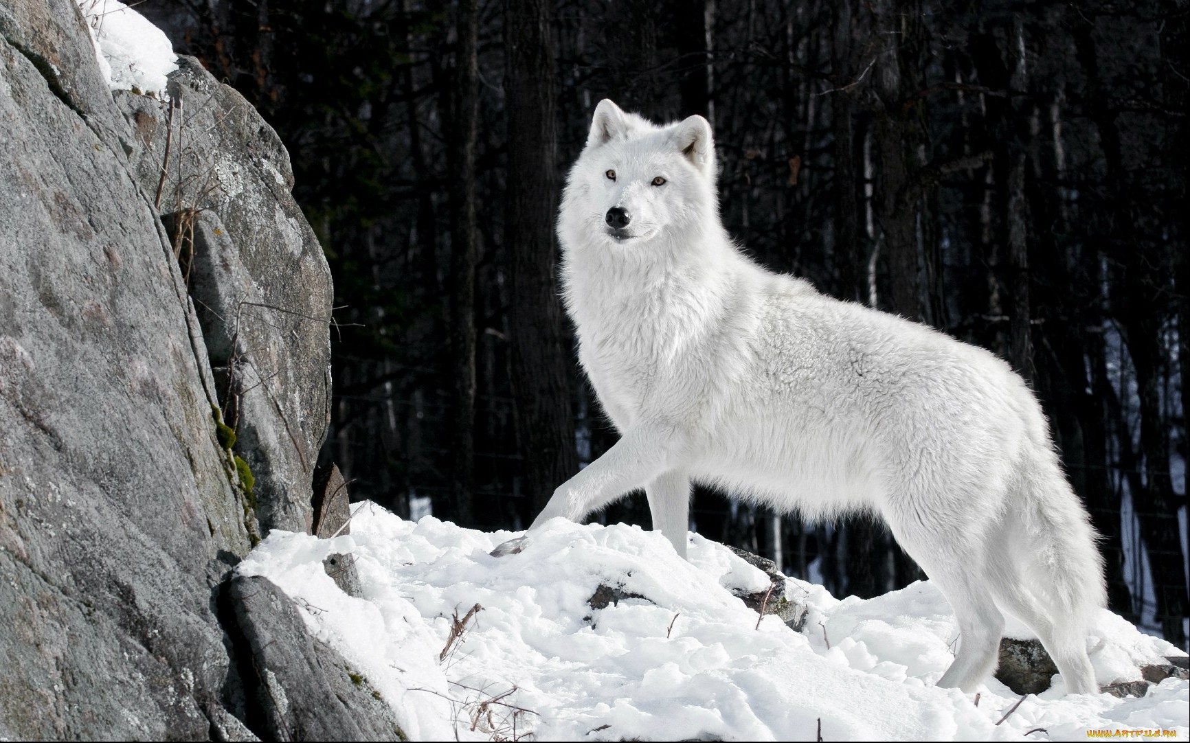 PCデスクトップにオオカミ, 狼, 動物画像を無料でダウンロード