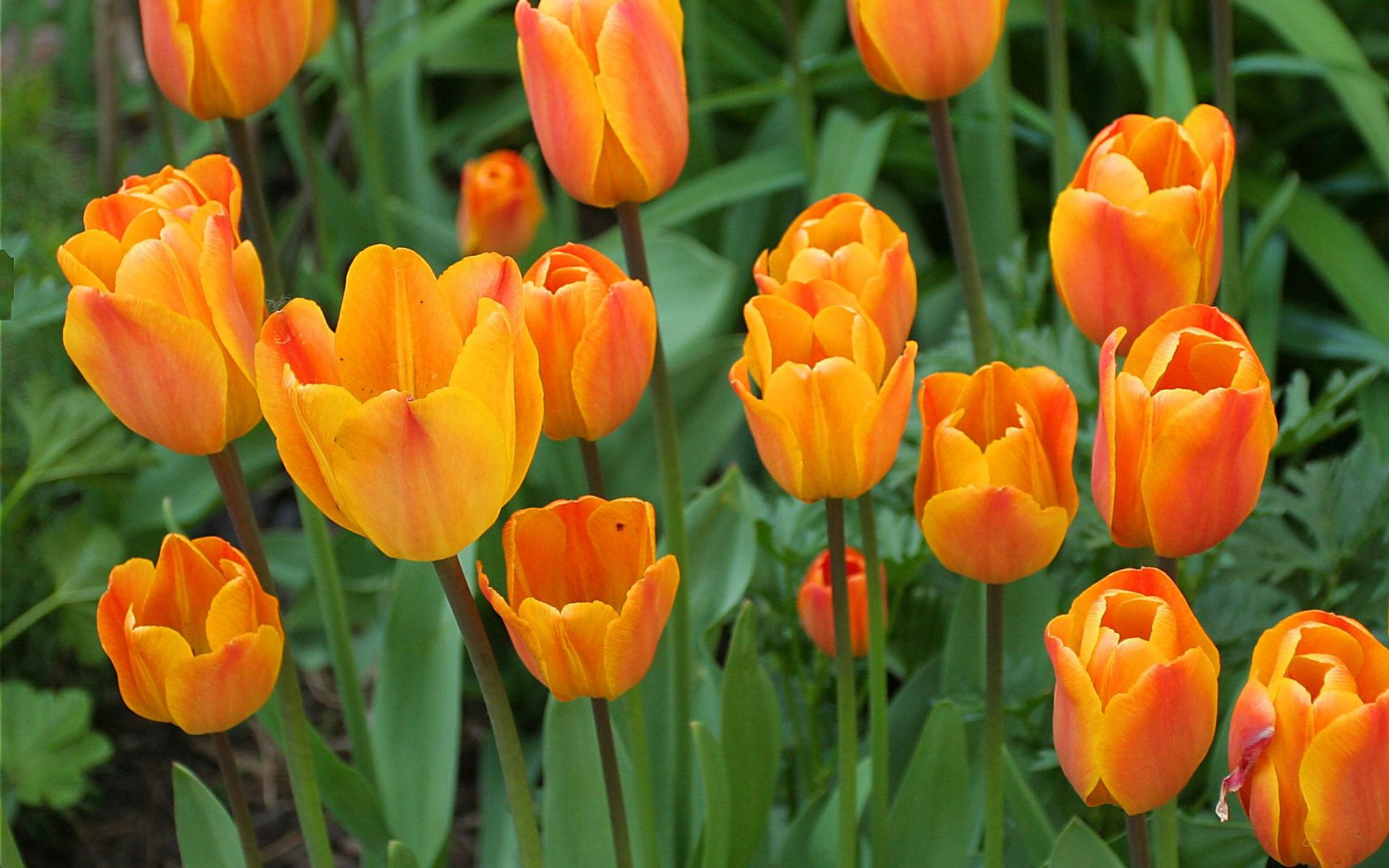 Free download wallpaper Flowers, Flower, Earth, Tulip, Orange Flower on your PC desktop