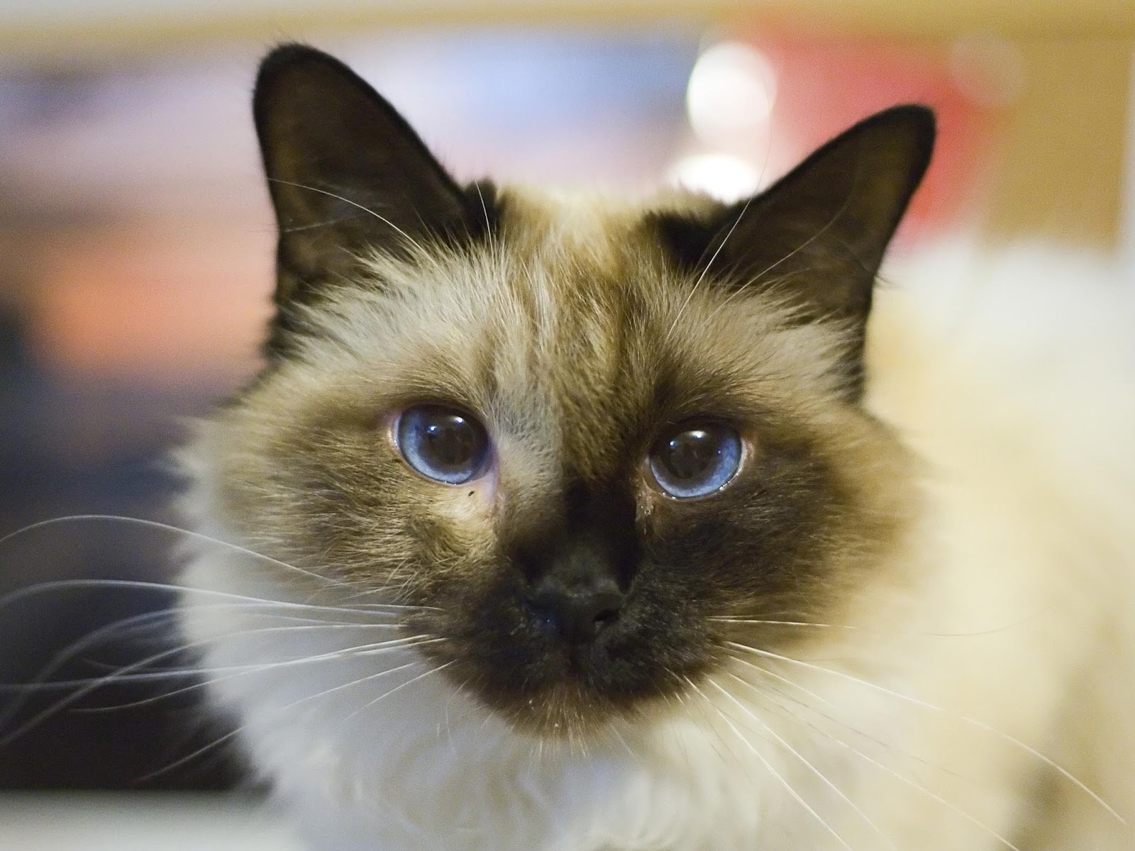 Baixar papel de parede para celular de Animais, Gatos, Gato, Olhos Azuis gratuito.