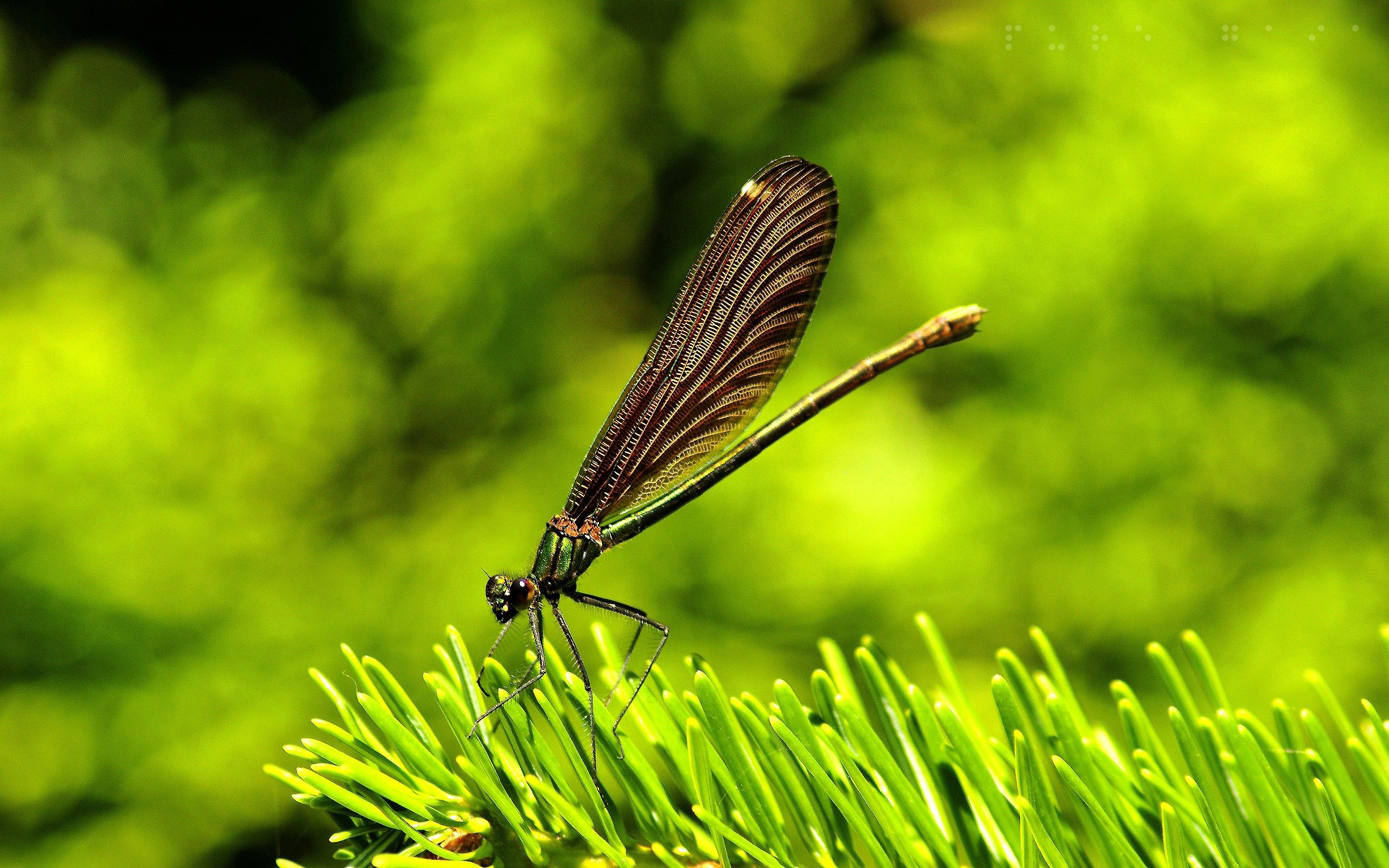 106147 baixar papel de parede grama, macro, inseto, voar, voo, asas, libélula - protetores de tela e imagens gratuitamente