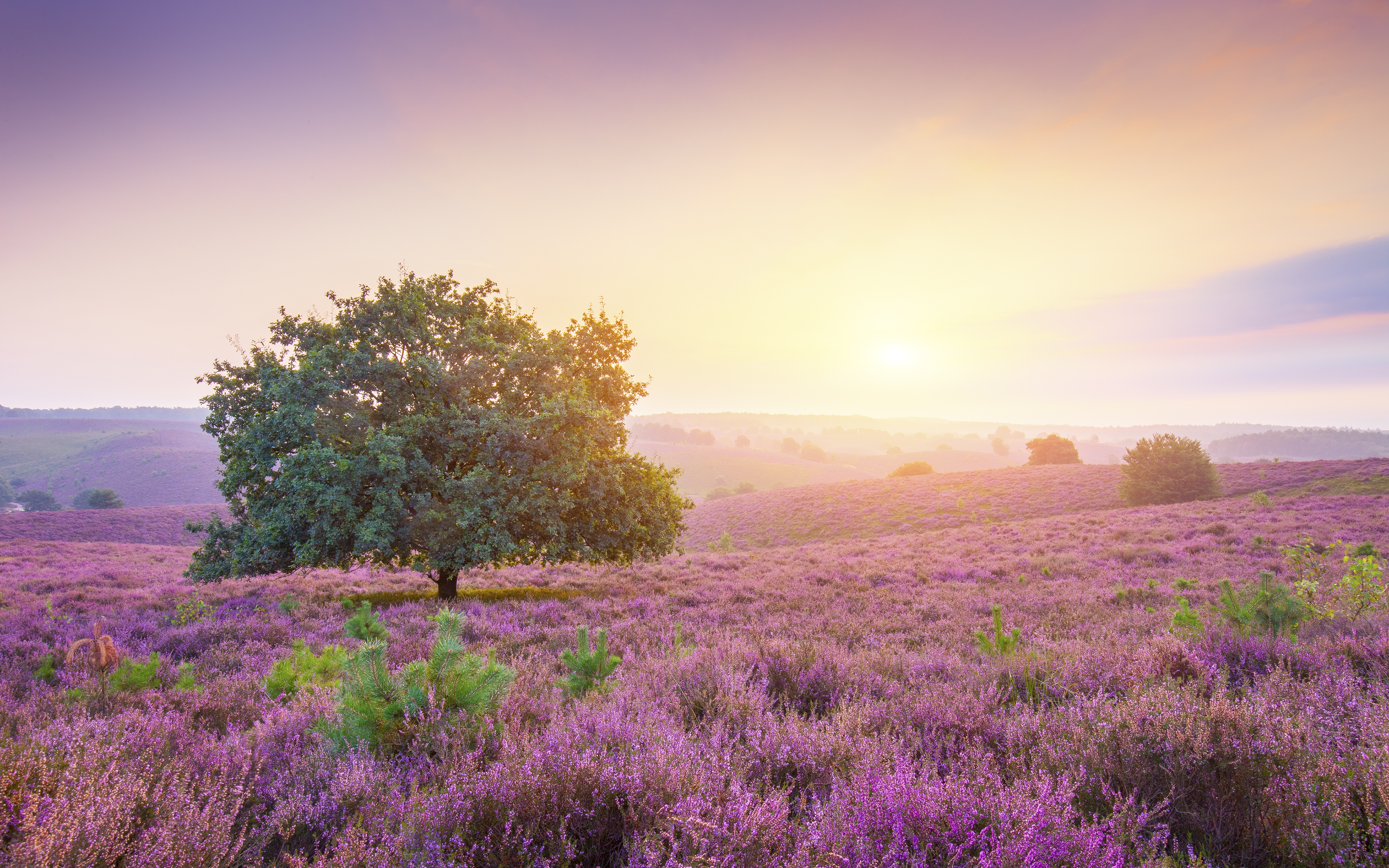 Free download wallpaper Landscape, Nature, Dawn, Flower, Tree, Sunrise, Earth, Field, Purple on your PC desktop