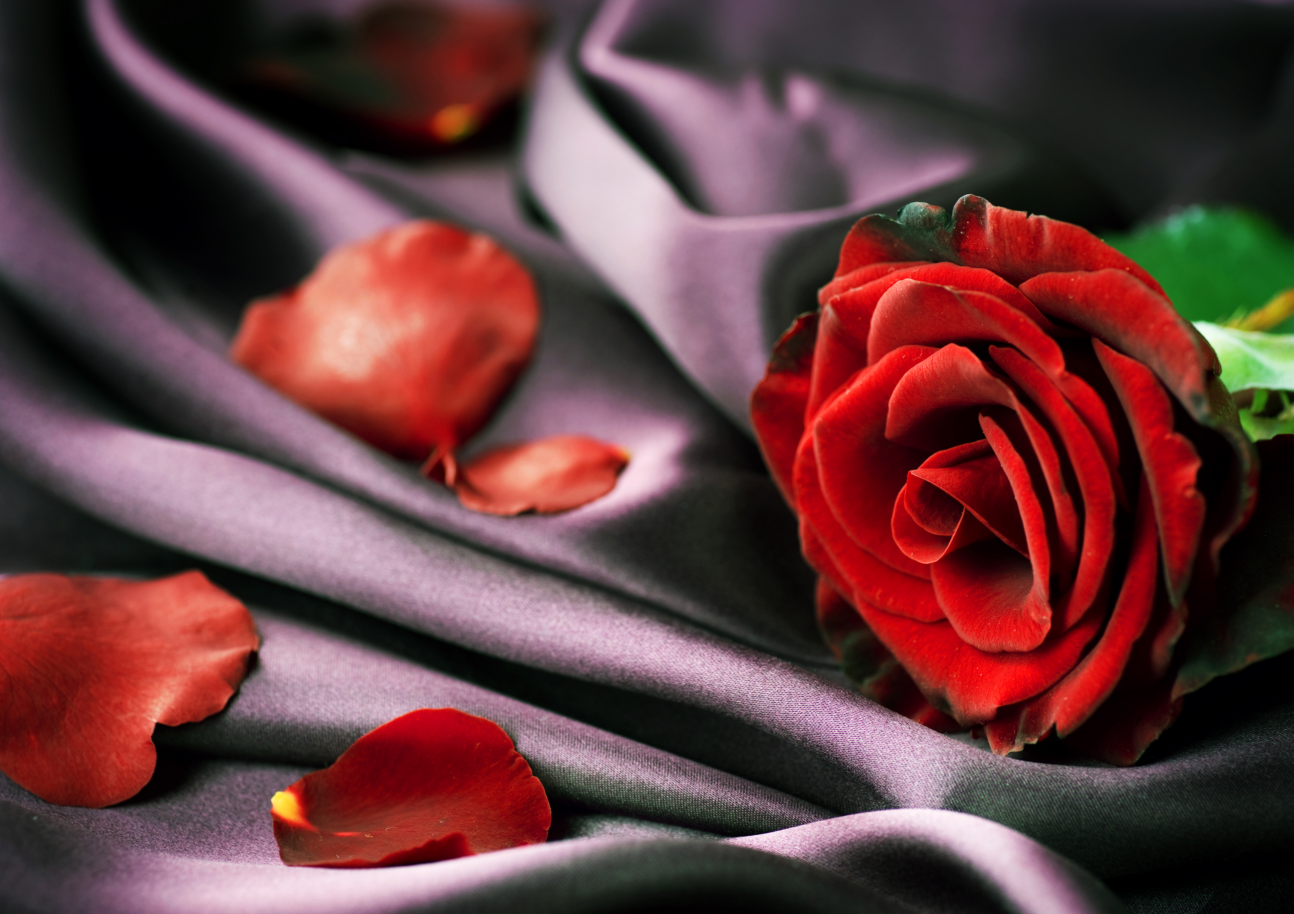 126265 завантажити картинку ніжність, квіти, червоний, роза, троянда, пелюстки, тканина, тканини - шпалери і заставки безкоштовно