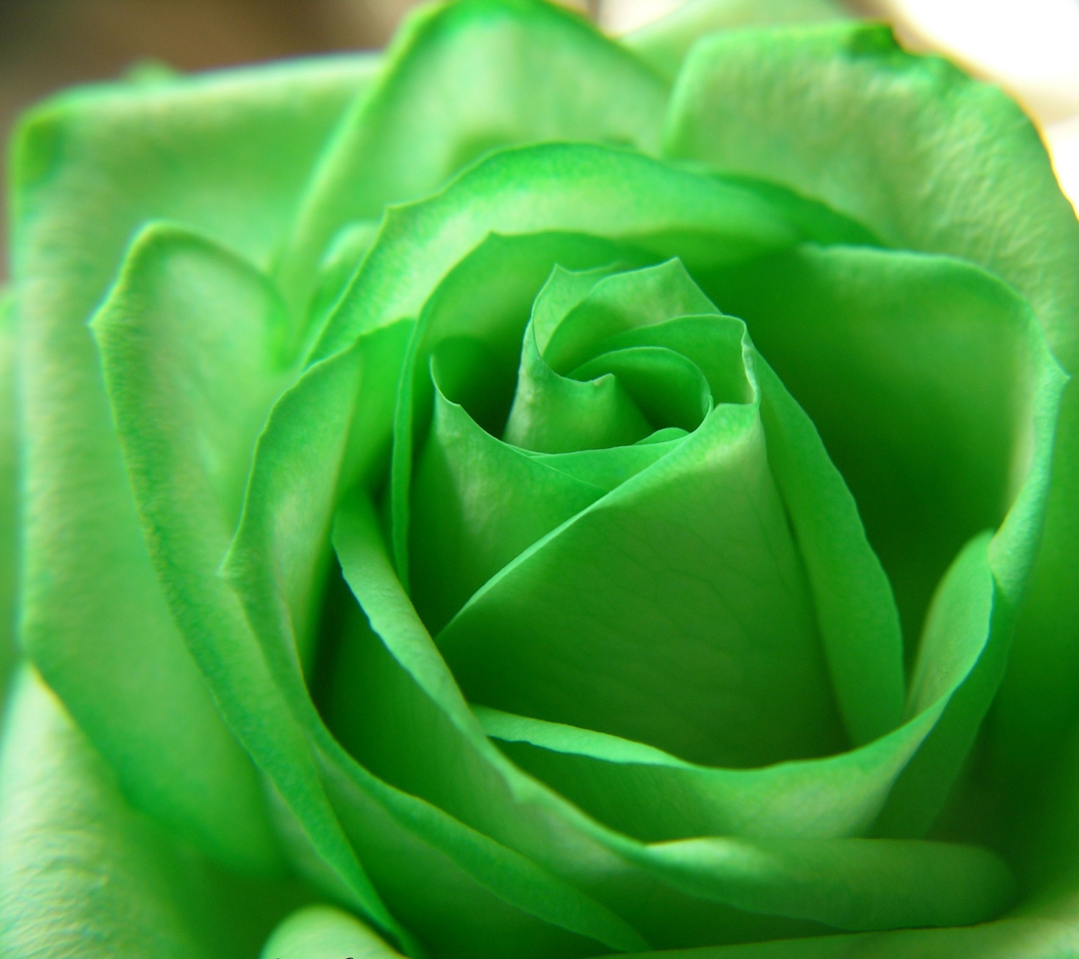 Скачать картинку Цветок, Роза, Зеленый, Пастель, Земля/природа, Флауэрсы в телефон бесплатно.