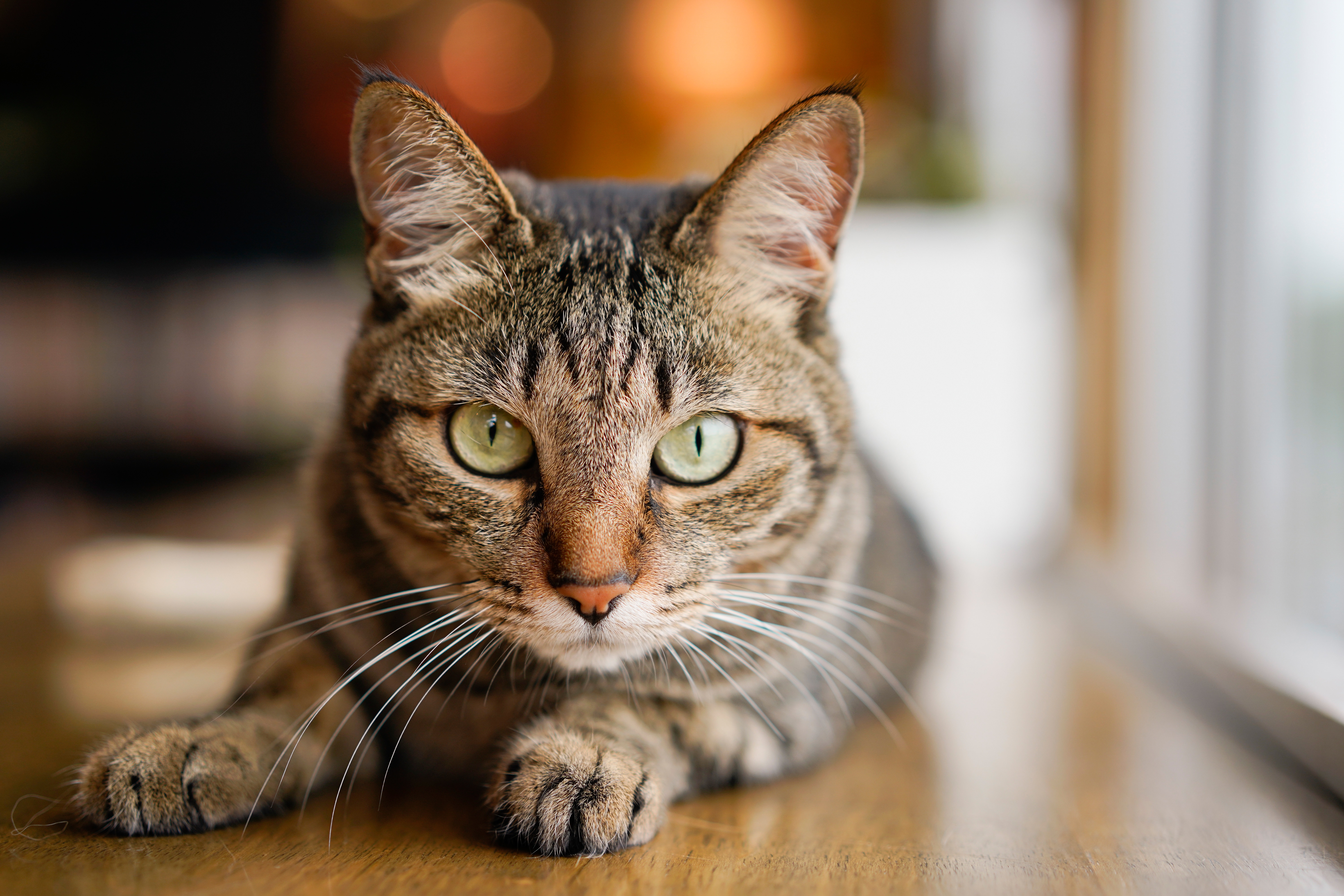 Baixe gratuitamente a imagem Animais, Gatos, Gato, Olhar Fixamente na área de trabalho do seu PC