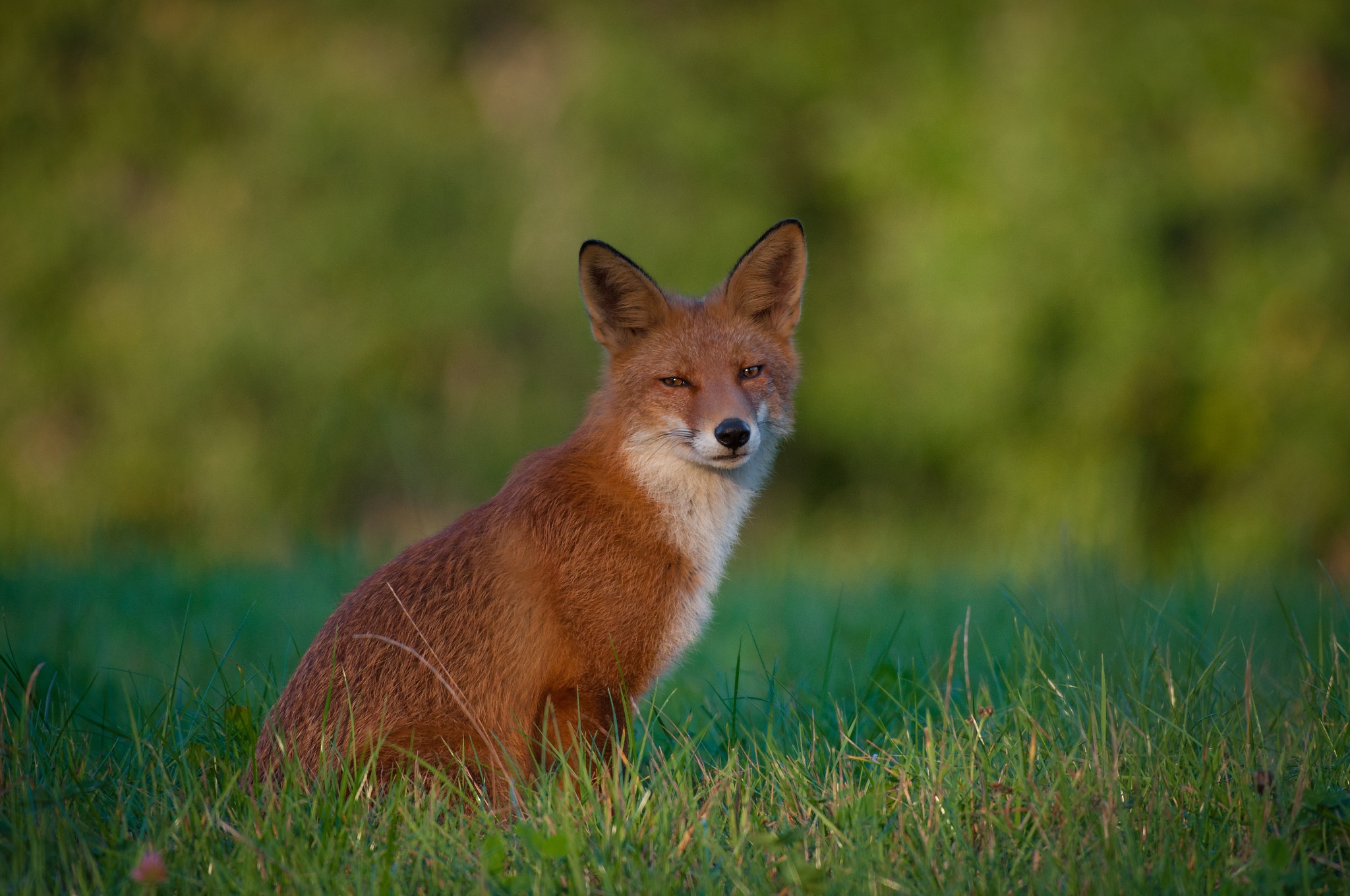 Download mobile wallpaper Grass, Fox, Animal for free.