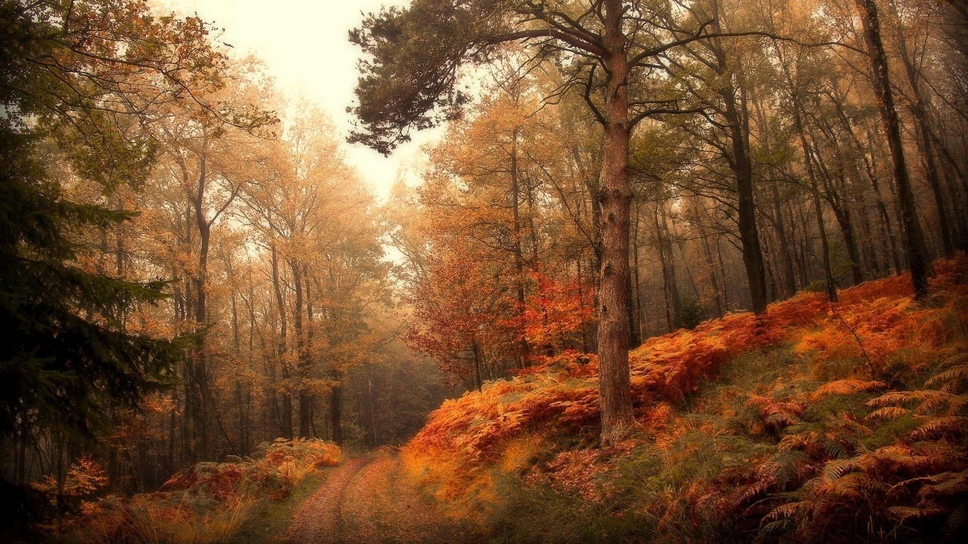Free download wallpaper Landscape, Autumn, Trees on your PC desktop