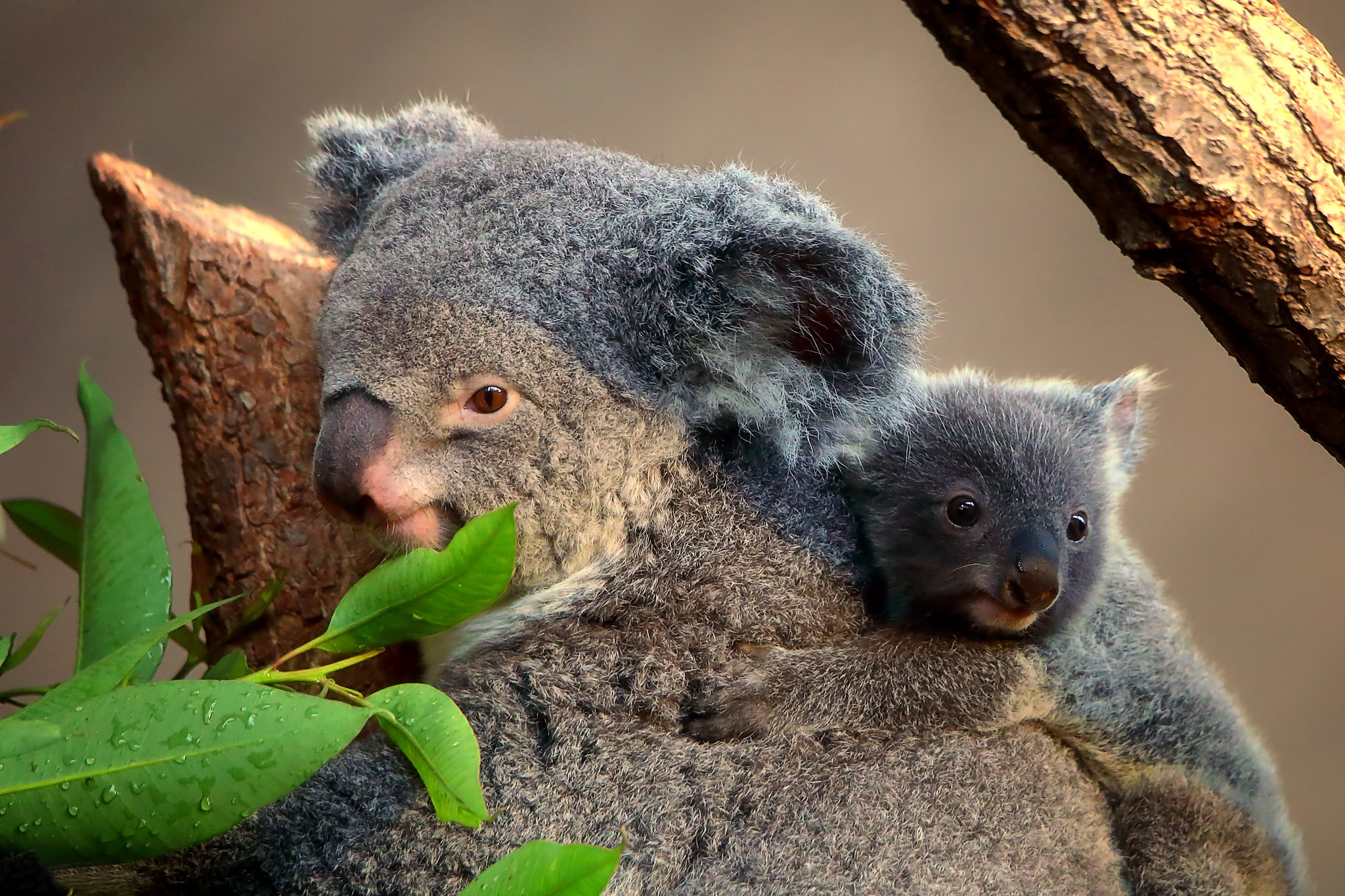 Handy-Wallpaper Tiere, Koala, Tierbaby kostenlos herunterladen.