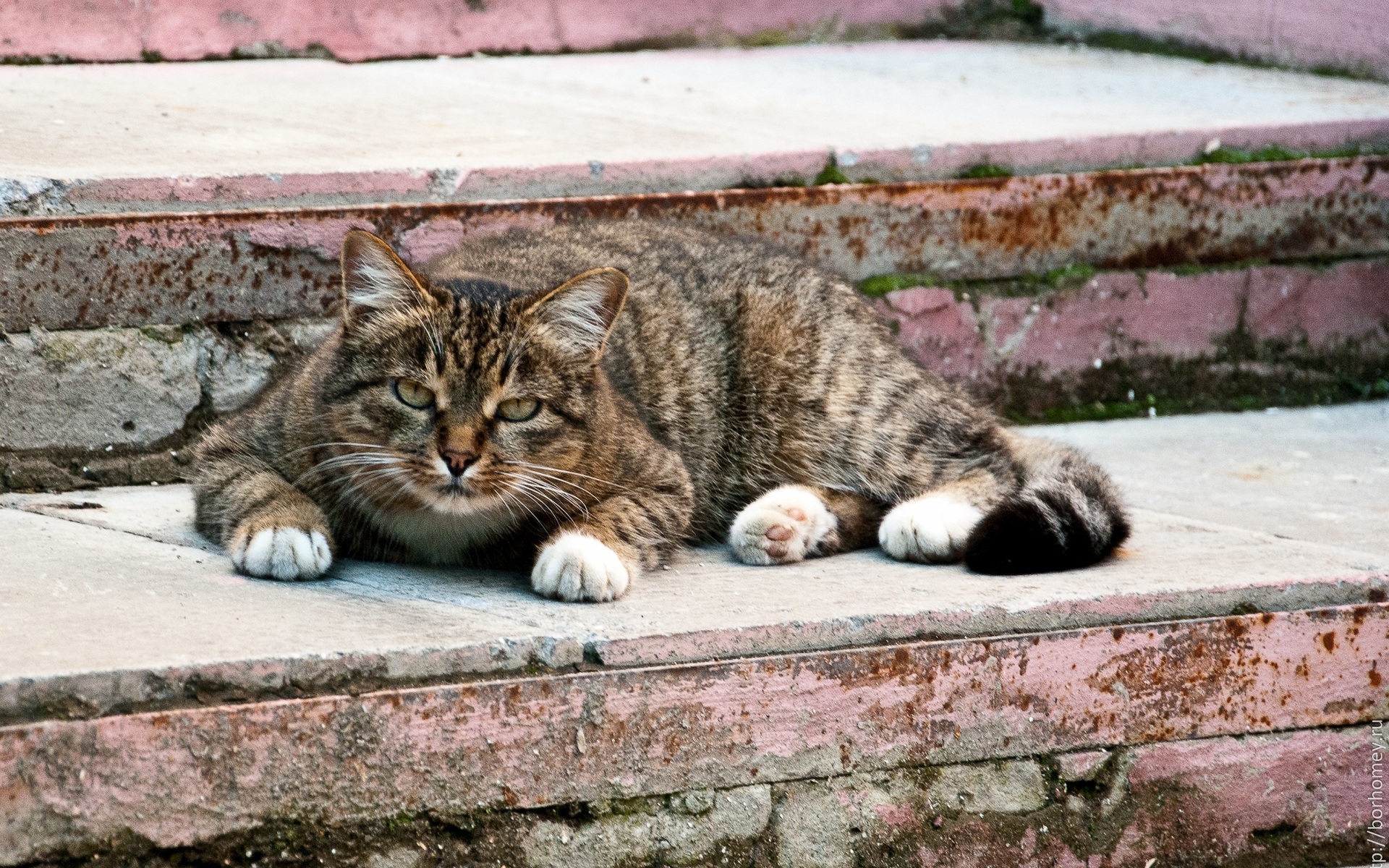 Handy-Wallpaper Tiere, Katzen, Katze kostenlos herunterladen.