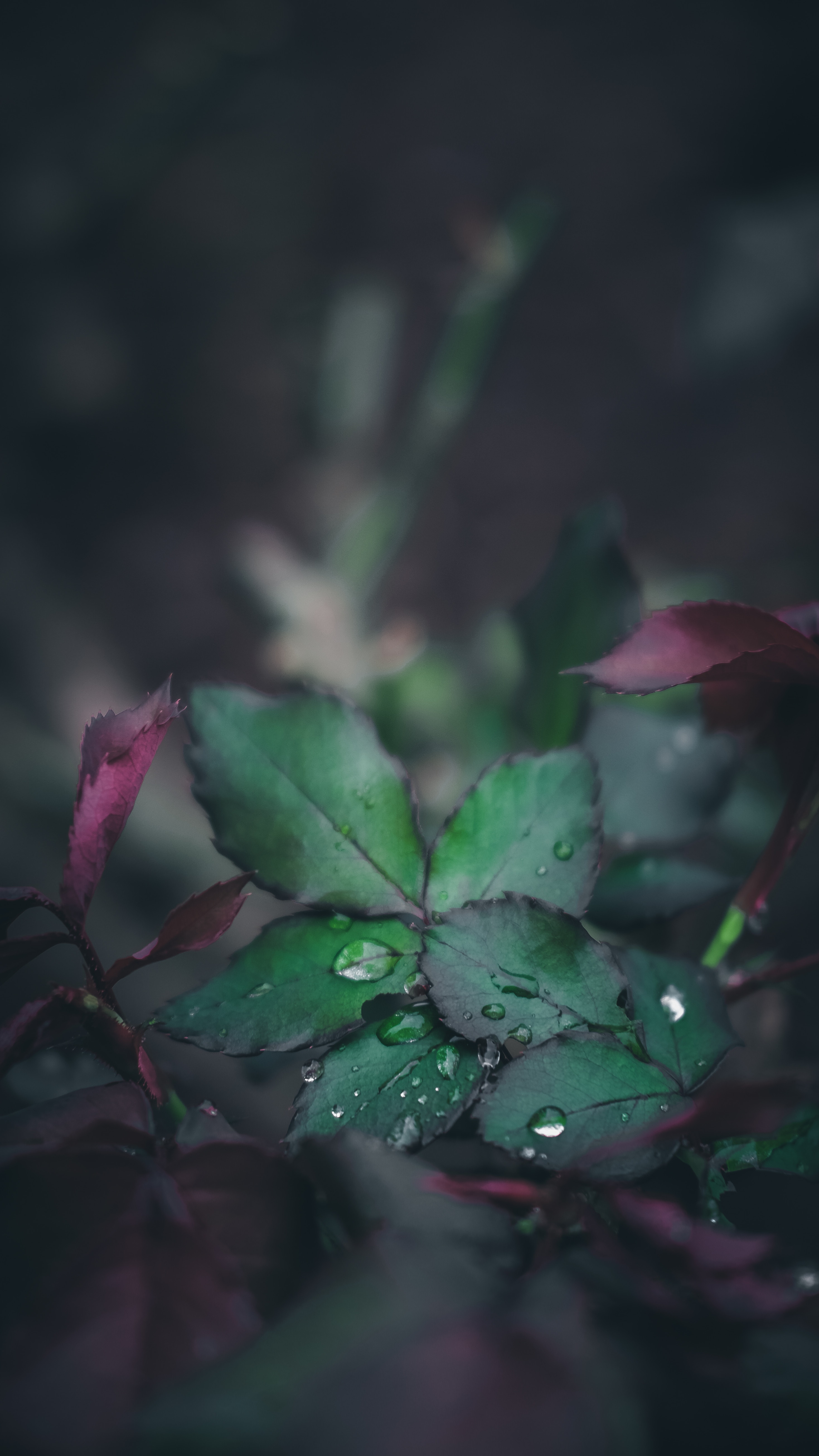 drops, macro, blur, smooth, sheet, leaf, dew