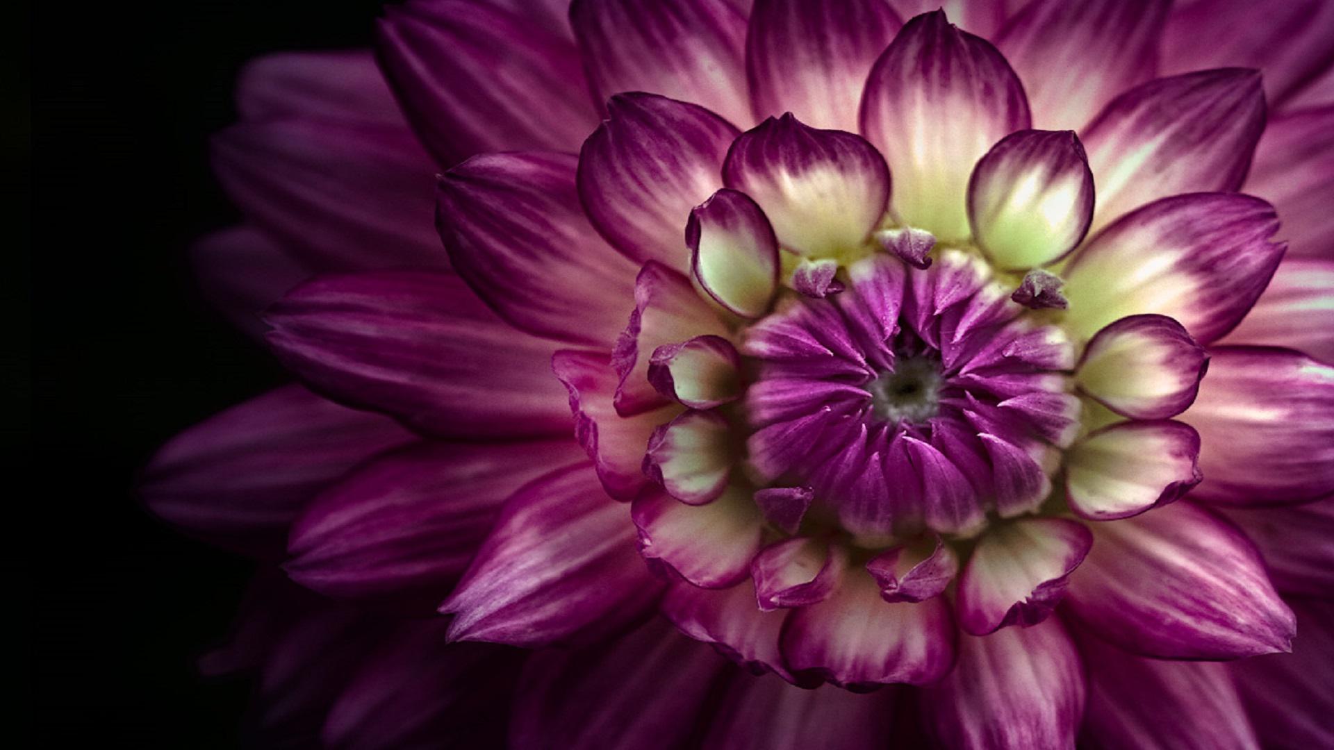 Free download wallpaper Flowers, Flower, Earth, Dahlia, Purple Flower on your PC desktop