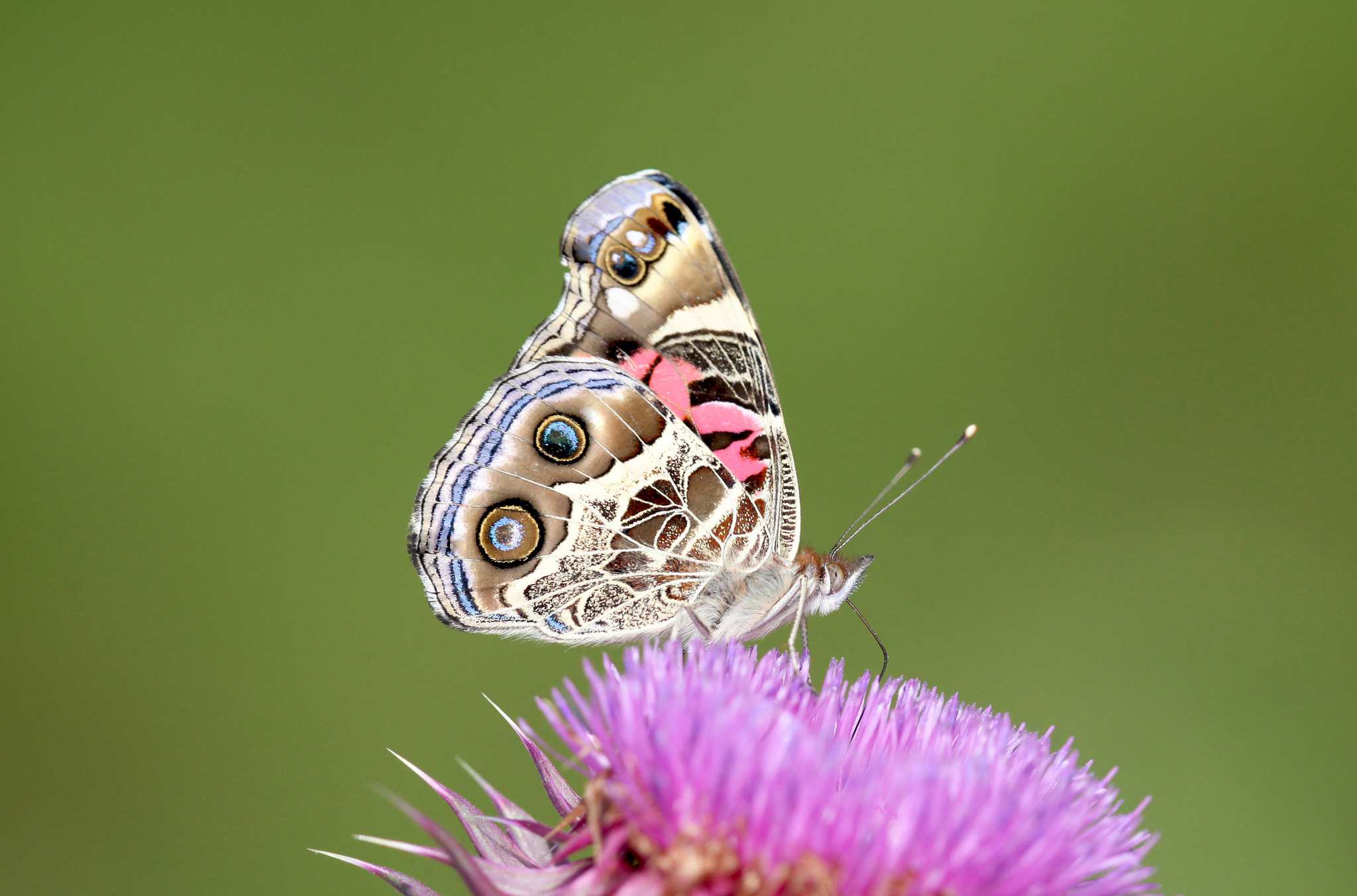 Free download wallpaper Flower, Macro, Butterfly, Animal on your PC desktop