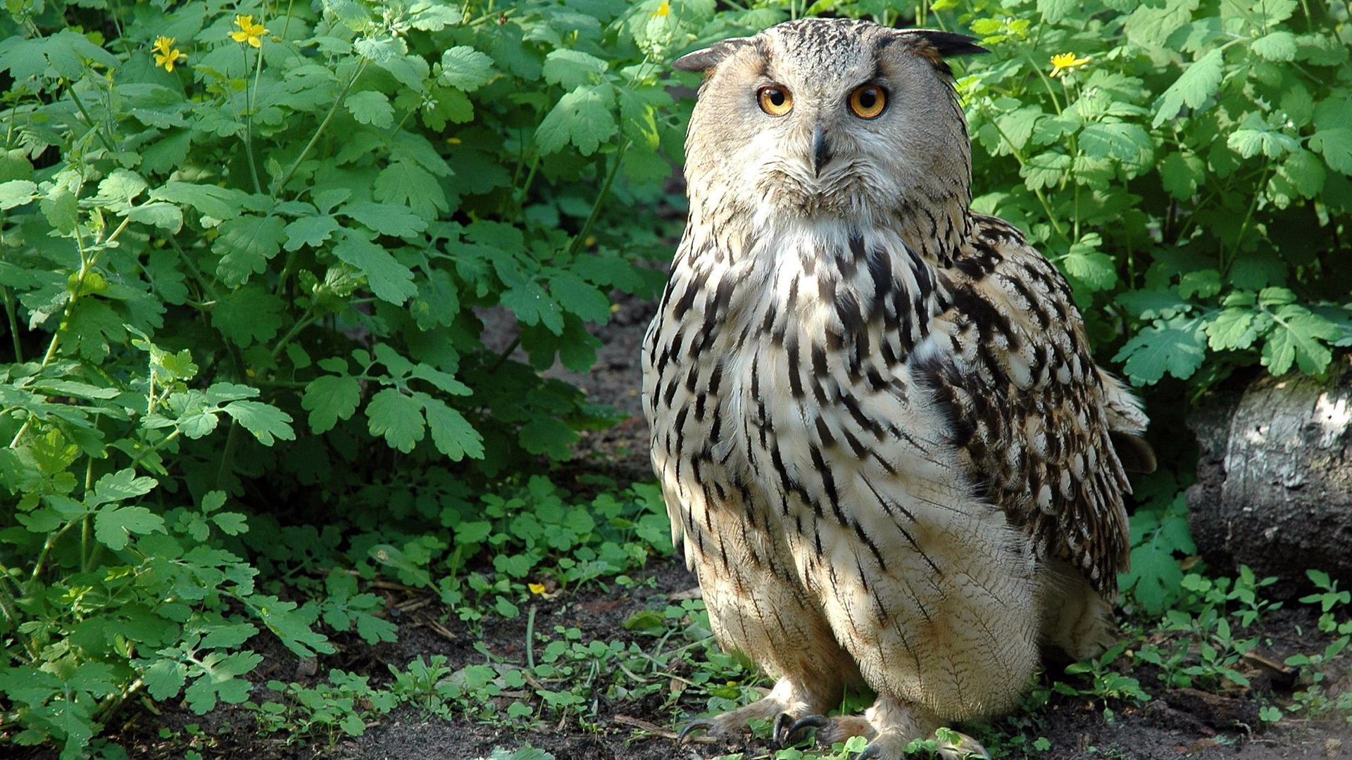 Téléchargez des papiers peints mobile Animaux, Hibou gratuitement.