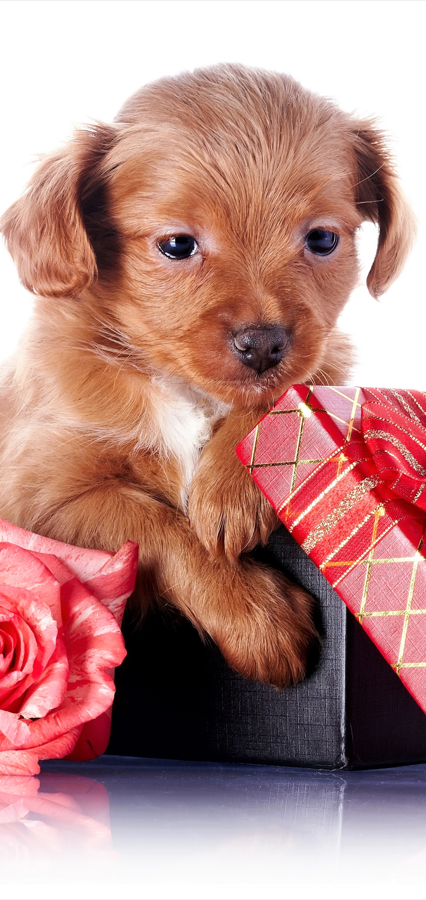 PCデスクトップに動物, 薔薇, 犬, 子犬, 贈り物, 可愛い, 赤ちゃん動物, ピンクのバラ画像を無料でダウンロード