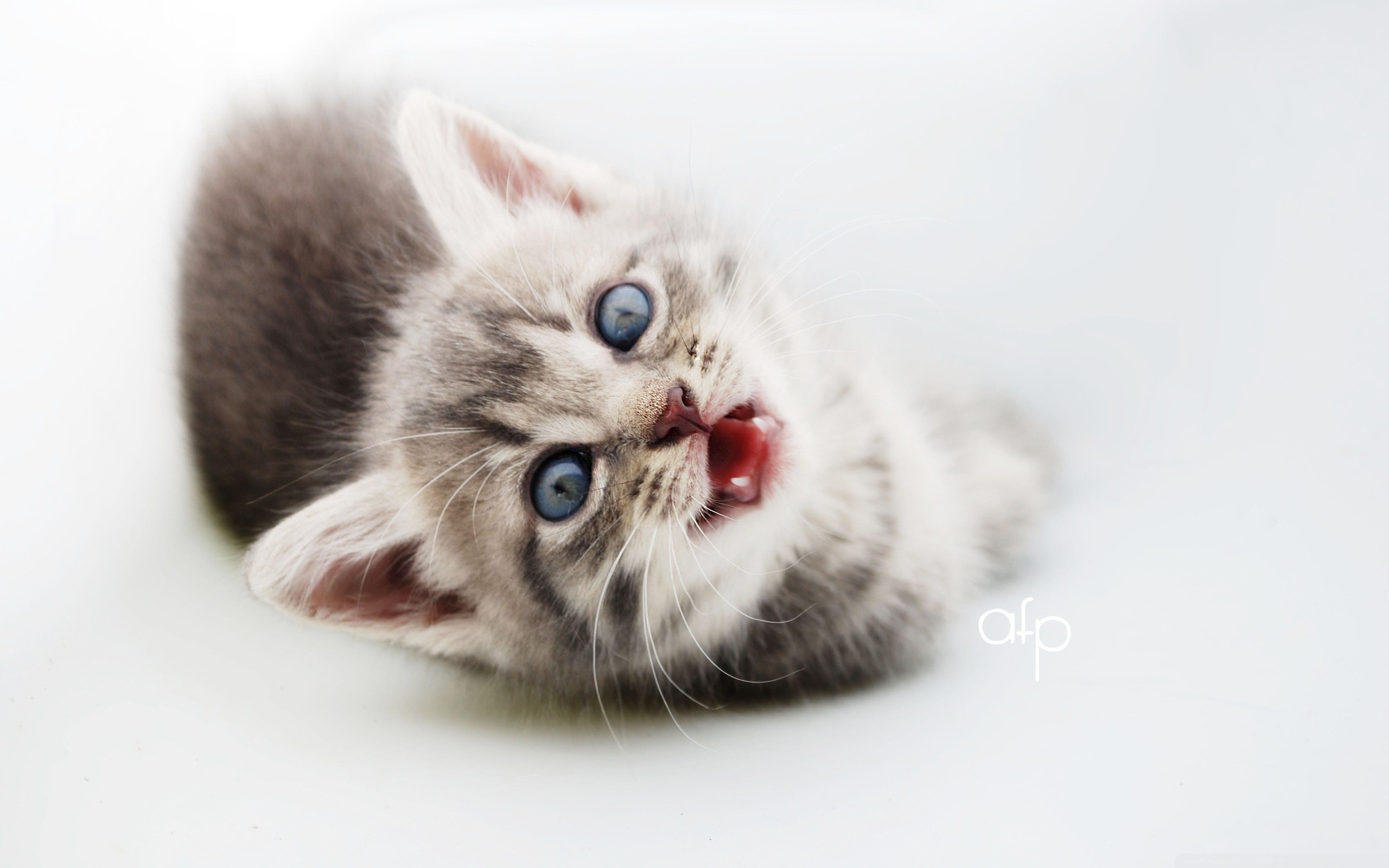 Laden Sie das Tiere, Katzen, Katze-Bild kostenlos auf Ihren PC-Desktop herunter