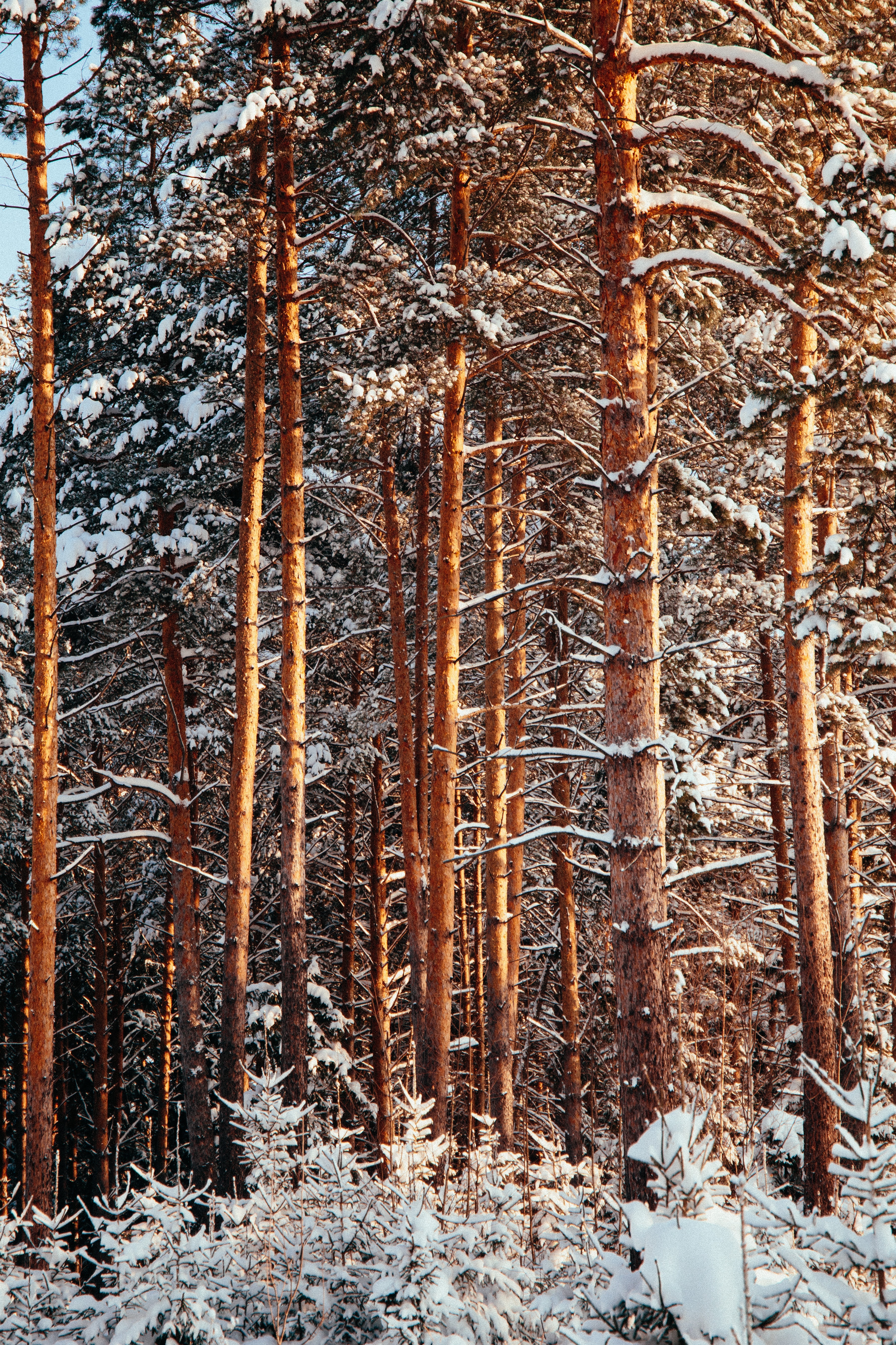 Descarga gratuita de fondo de pantalla para móvil de Naturaleza, Pino, Nieve, Bosque, Invierno, Árboles.