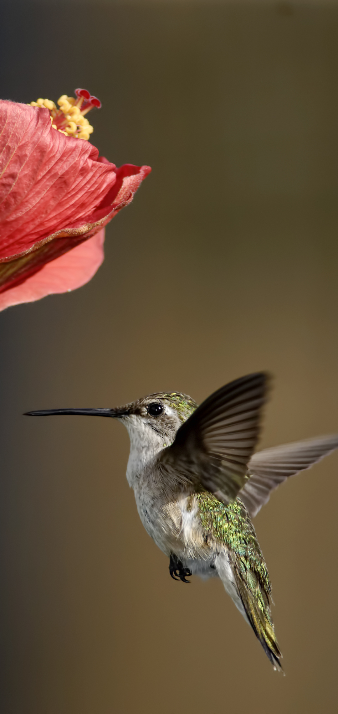 Handy-Wallpaper Tiere, Vögel, Kolibri kostenlos herunterladen.