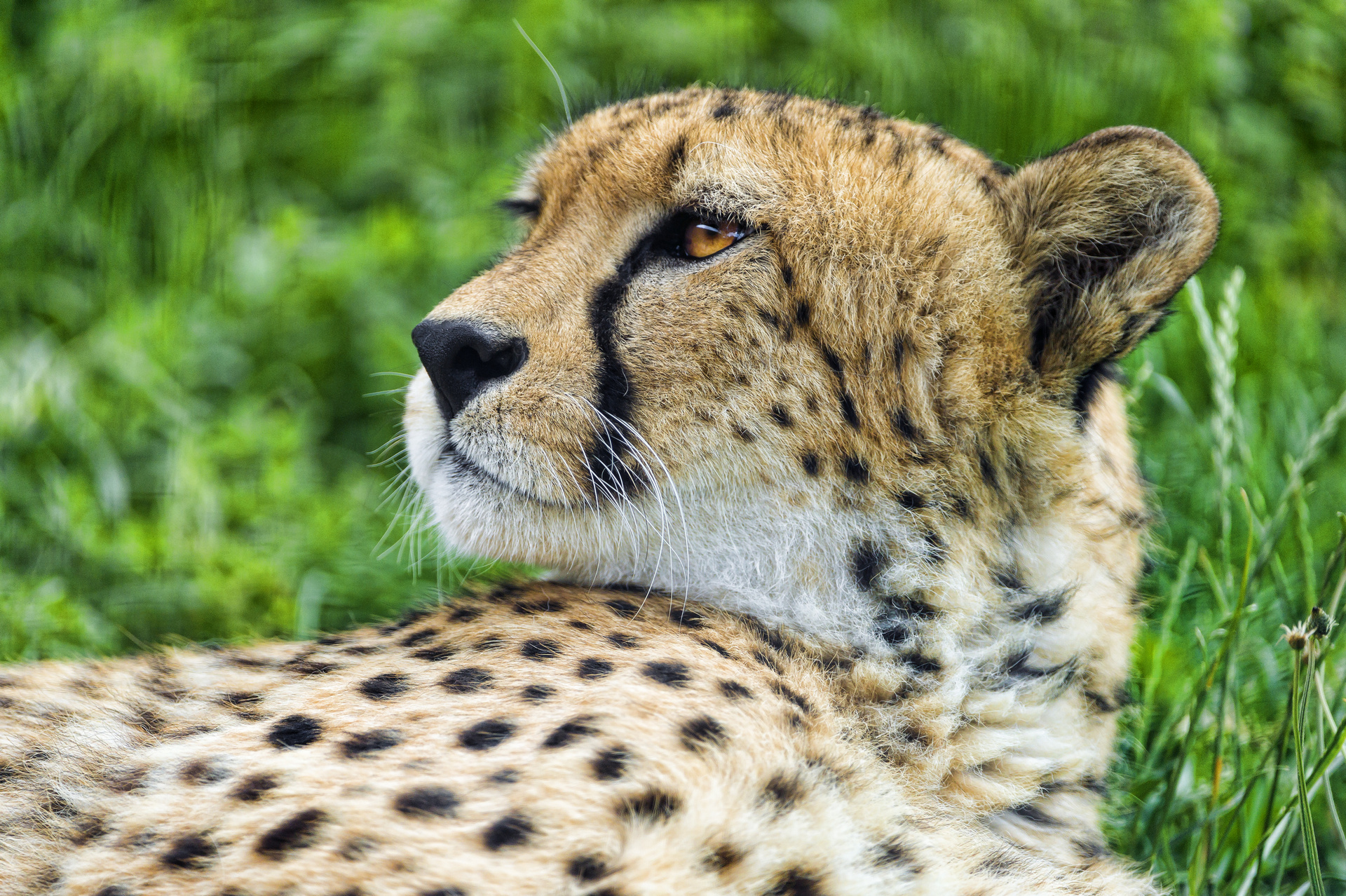 Handy-Wallpaper Tiere, Katzen, Gepard kostenlos herunterladen.