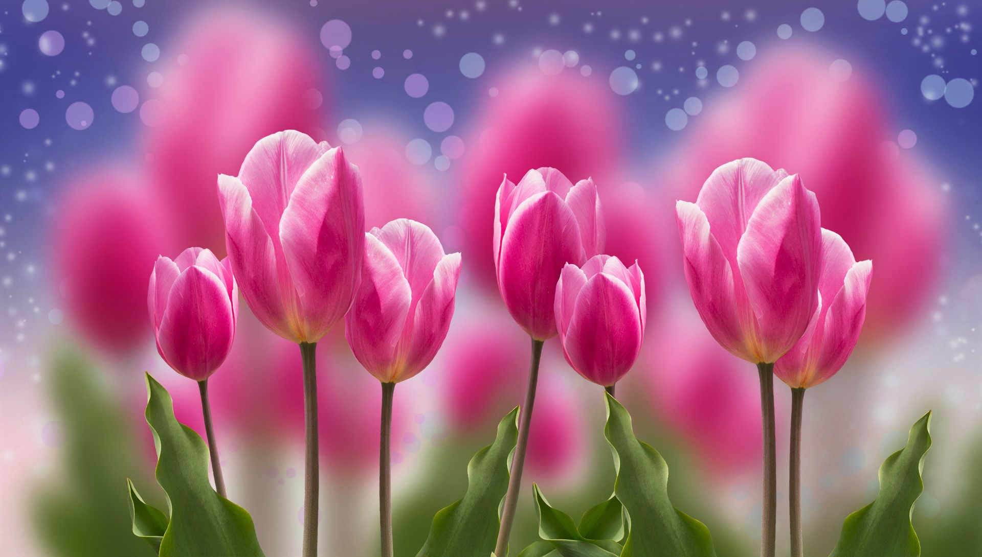 Free download wallpaper Flowers, Flower, Earth, Tulip, Pink Flower on your PC desktop