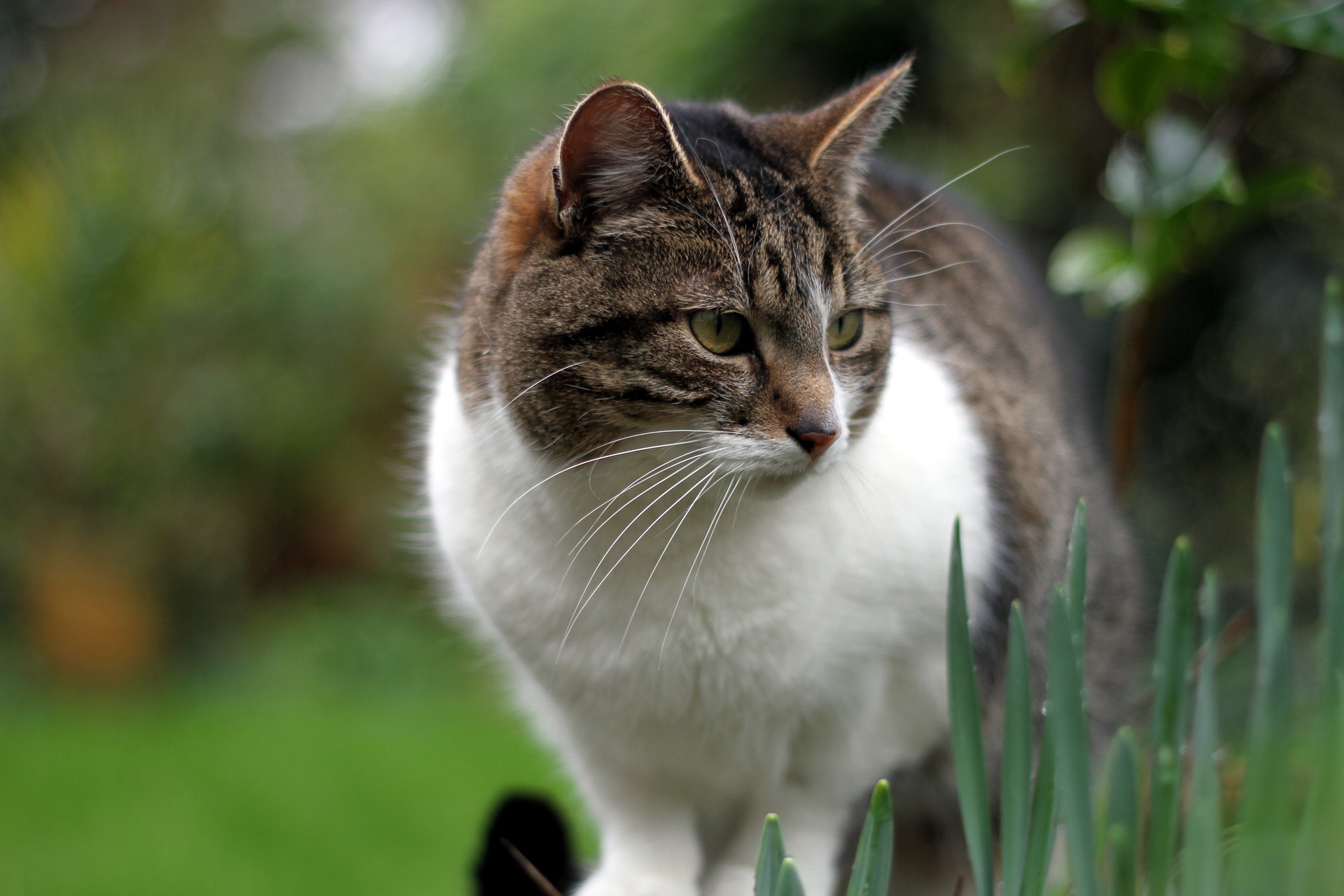 Laden Sie das Katze, Katzen, Tiere-Bild kostenlos auf Ihren PC-Desktop herunter