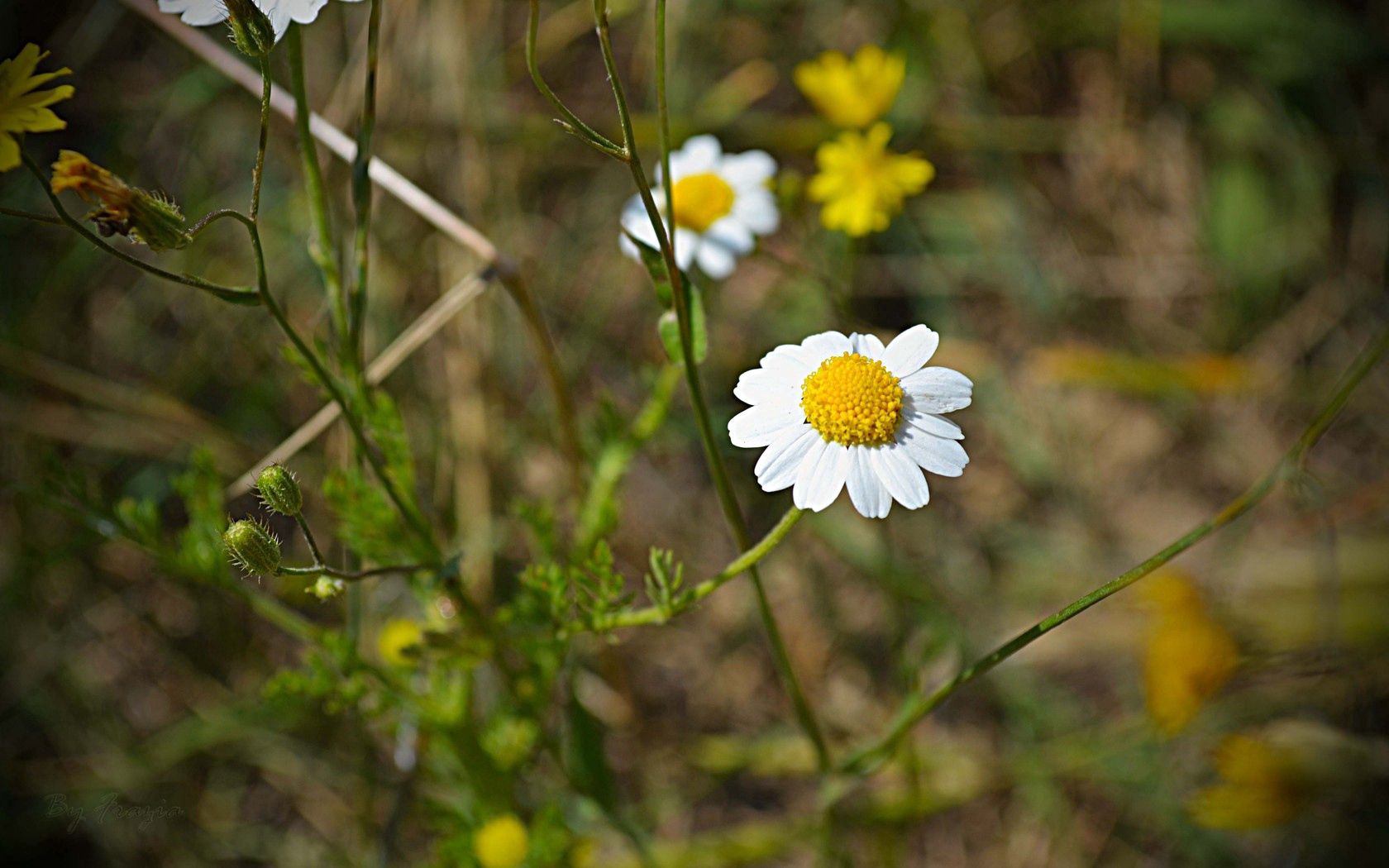 Free download wallpaper Flowers, Grass, Macro, Field, Camomile on your PC desktop