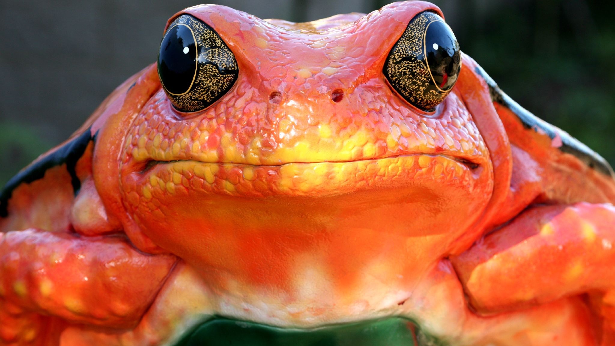 Laden Sie das Tiere, Frosch-Bild kostenlos auf Ihren PC-Desktop herunter