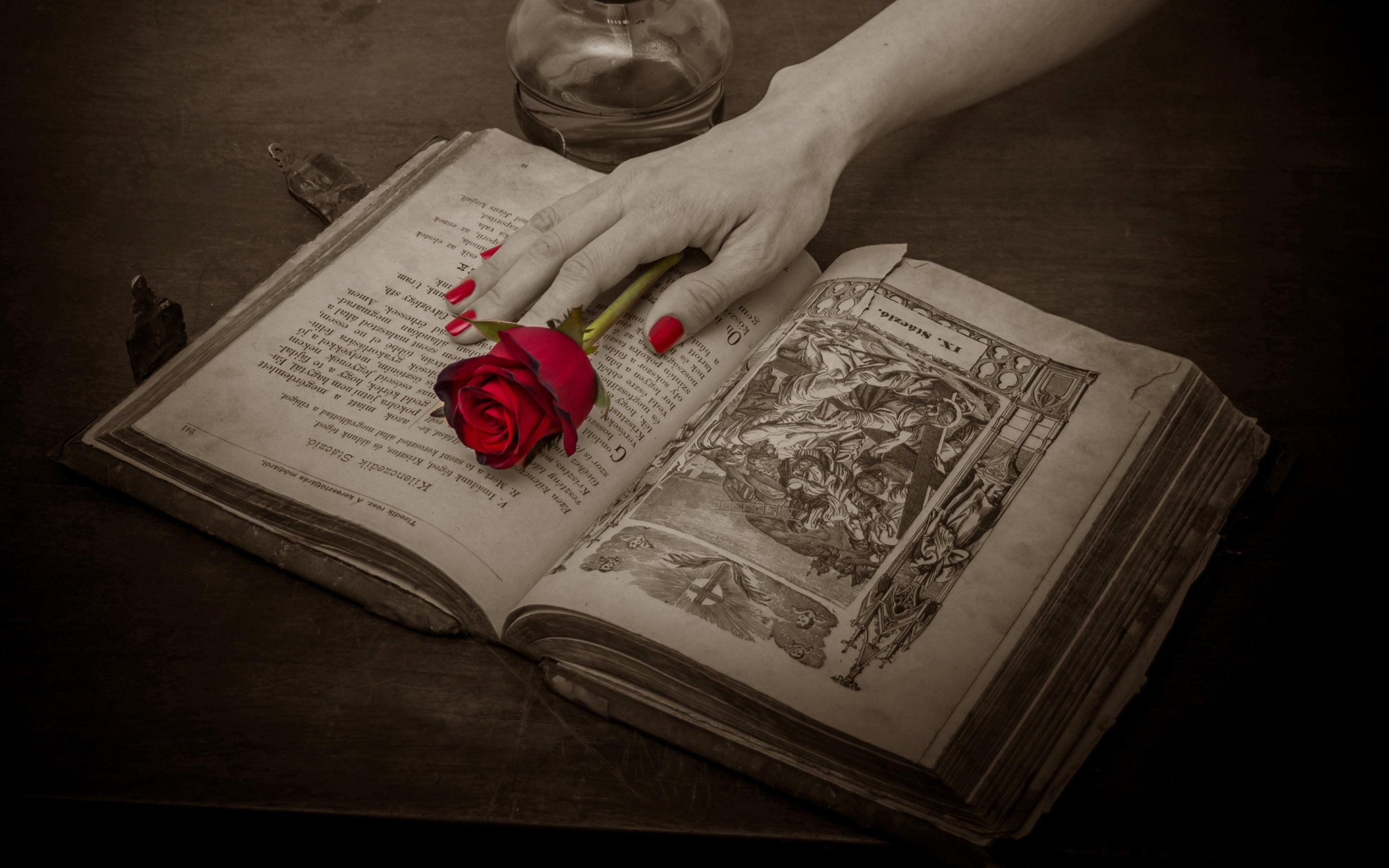 book, man made, hand, religious, rose, selective color