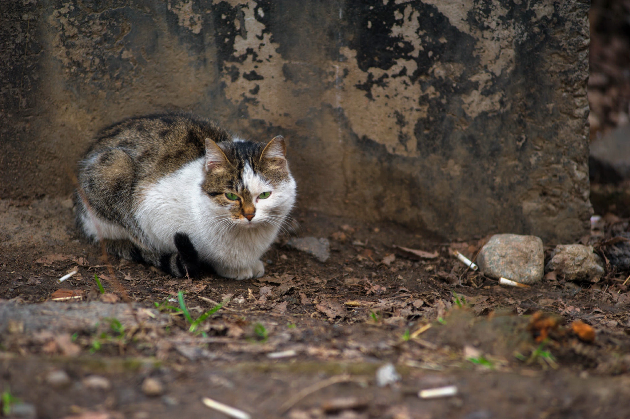 Baixar papel de parede para celular de Animais, Gatos, Gato, Olhos Verdes gratuito.