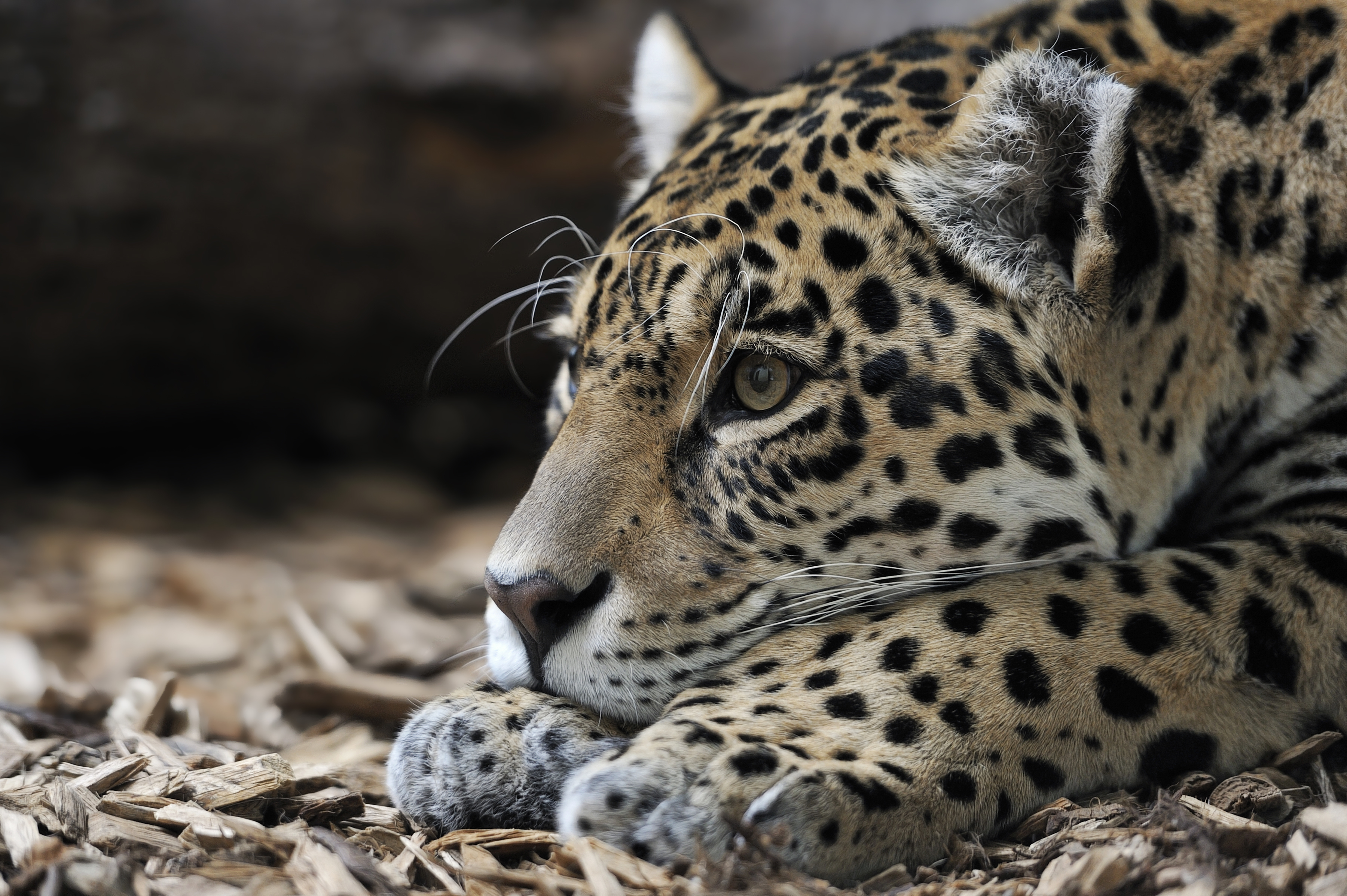 87947 descargar fondo de pantalla jaguar, animales, bozal, depredador, gato grande: protectores de pantalla e imágenes gratis