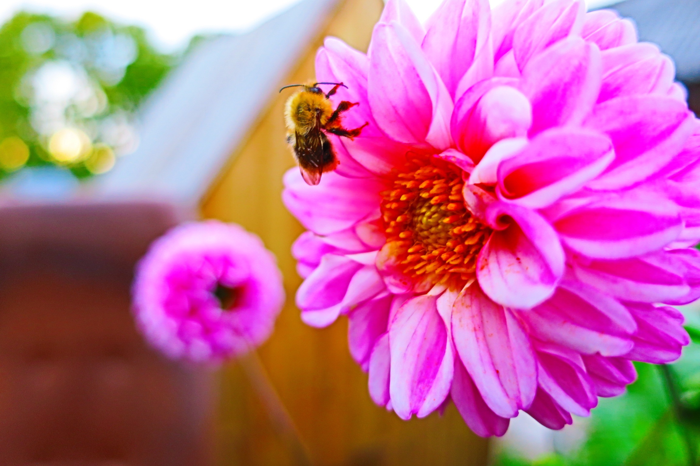 Скачать обои бесплатно Животные, Насекомые, Цветок, Насекомое, Пчела, Боке, Розовый Цветок картинка на рабочий стол ПК