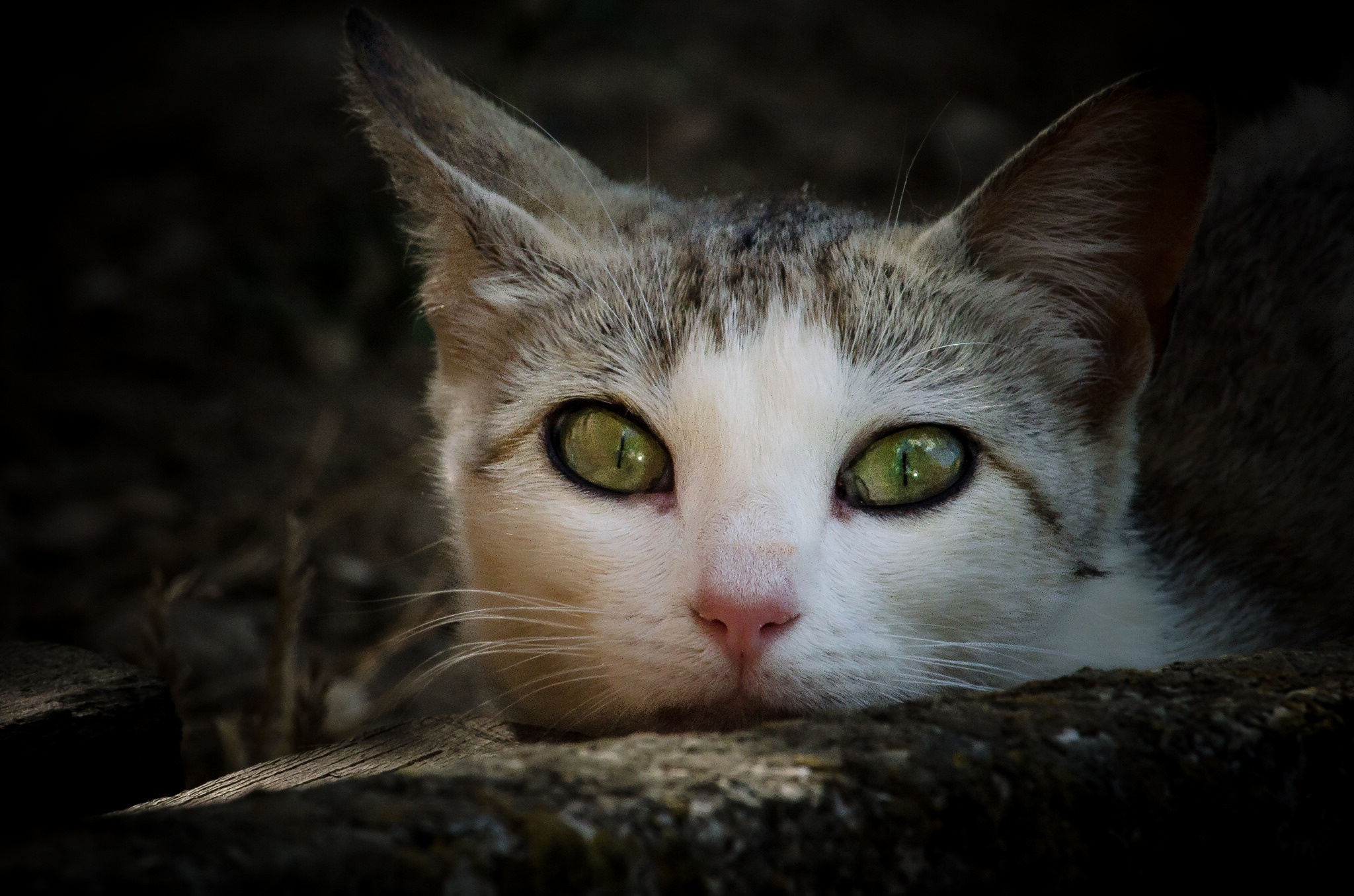 Descarga gratis la imagen Animales, Gatos, Gato, Ojos Verdes, Mirar Fijamente en el escritorio de tu PC